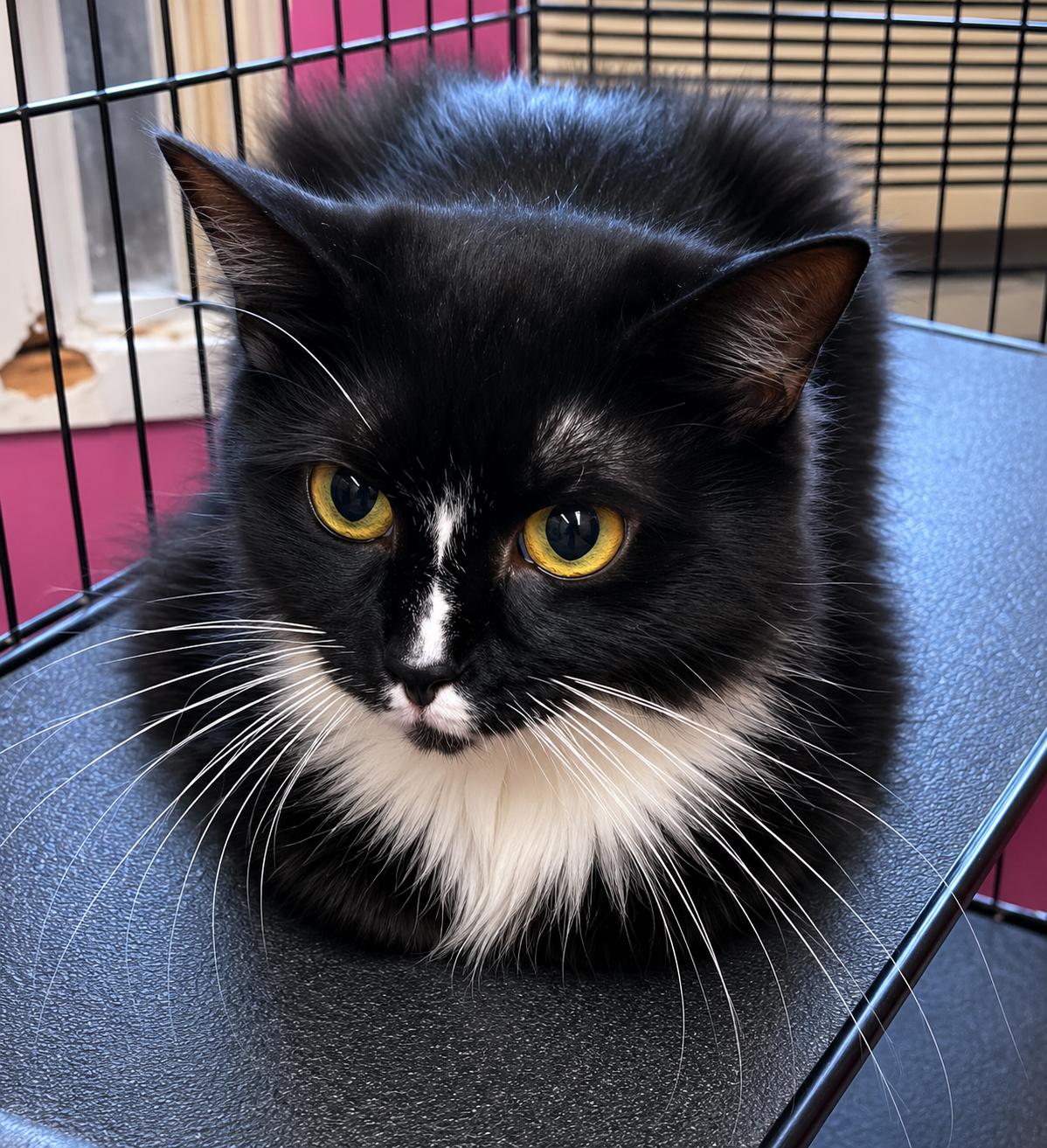 Dina, an adopted Domestic Long Hair in Red Hook, NY image 2/4