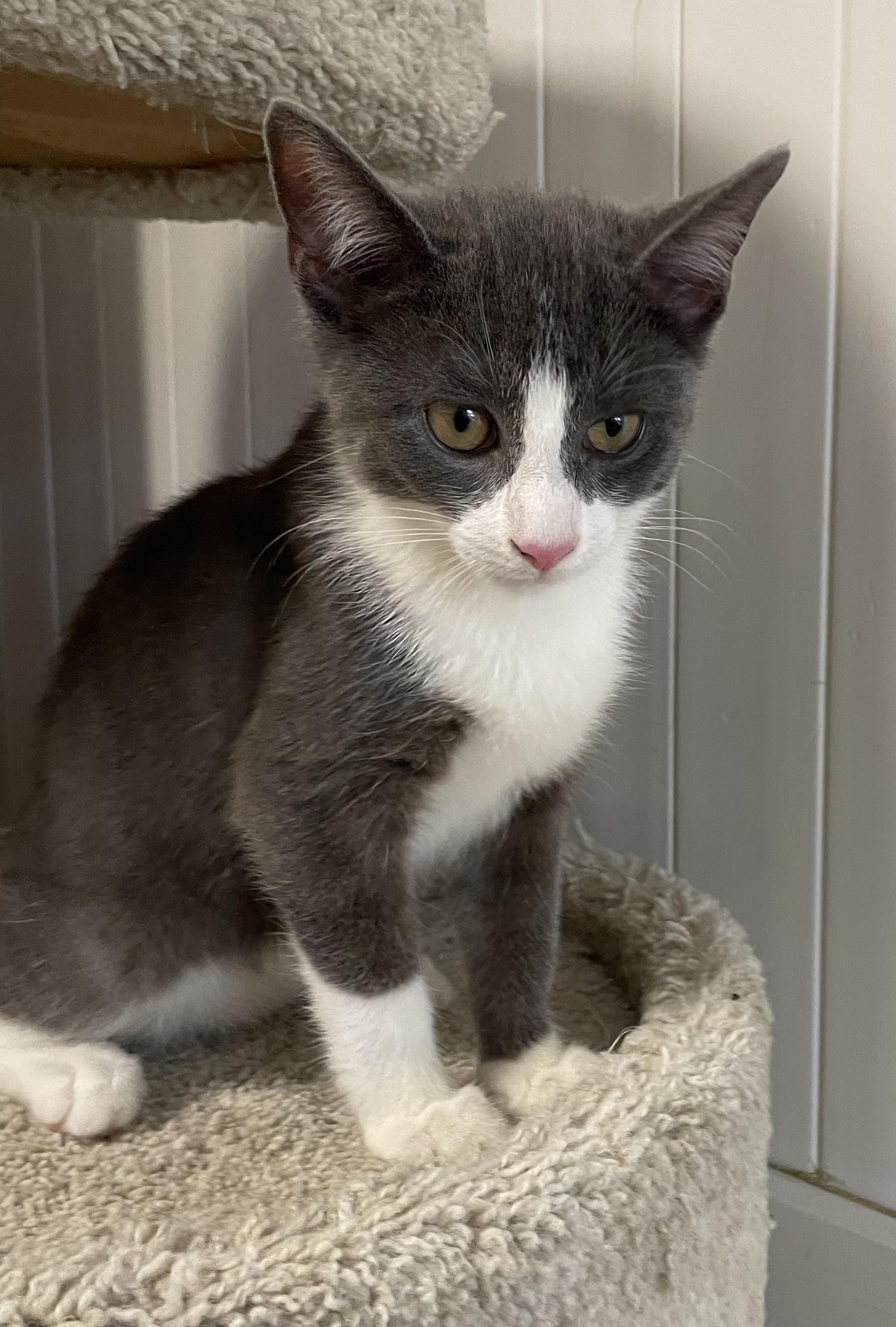 Cameo, a Adoptable Domestic Short Hair in Colonia, NJ image 1/4