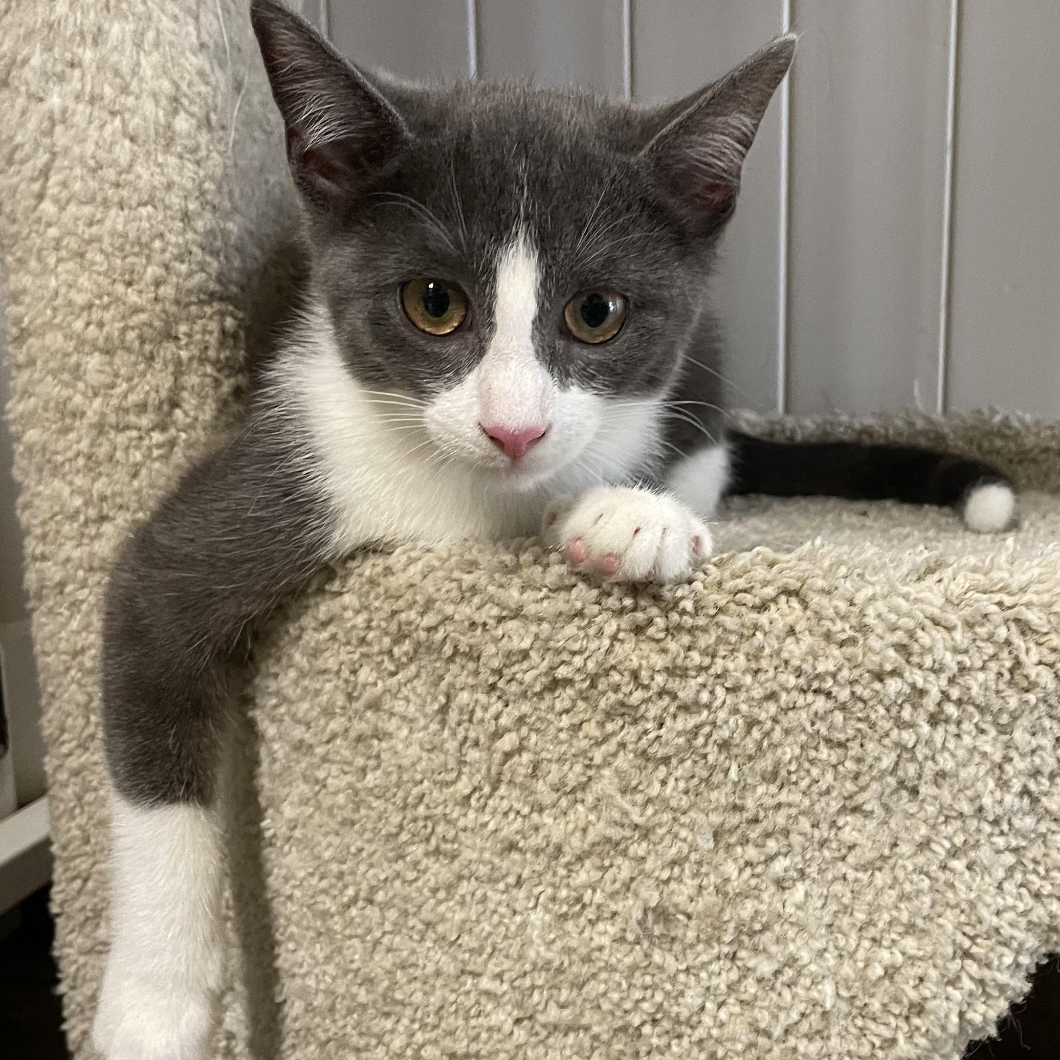 Cameo, a Adoptable Domestic Short Hair in Colonia, NJ image 2/4