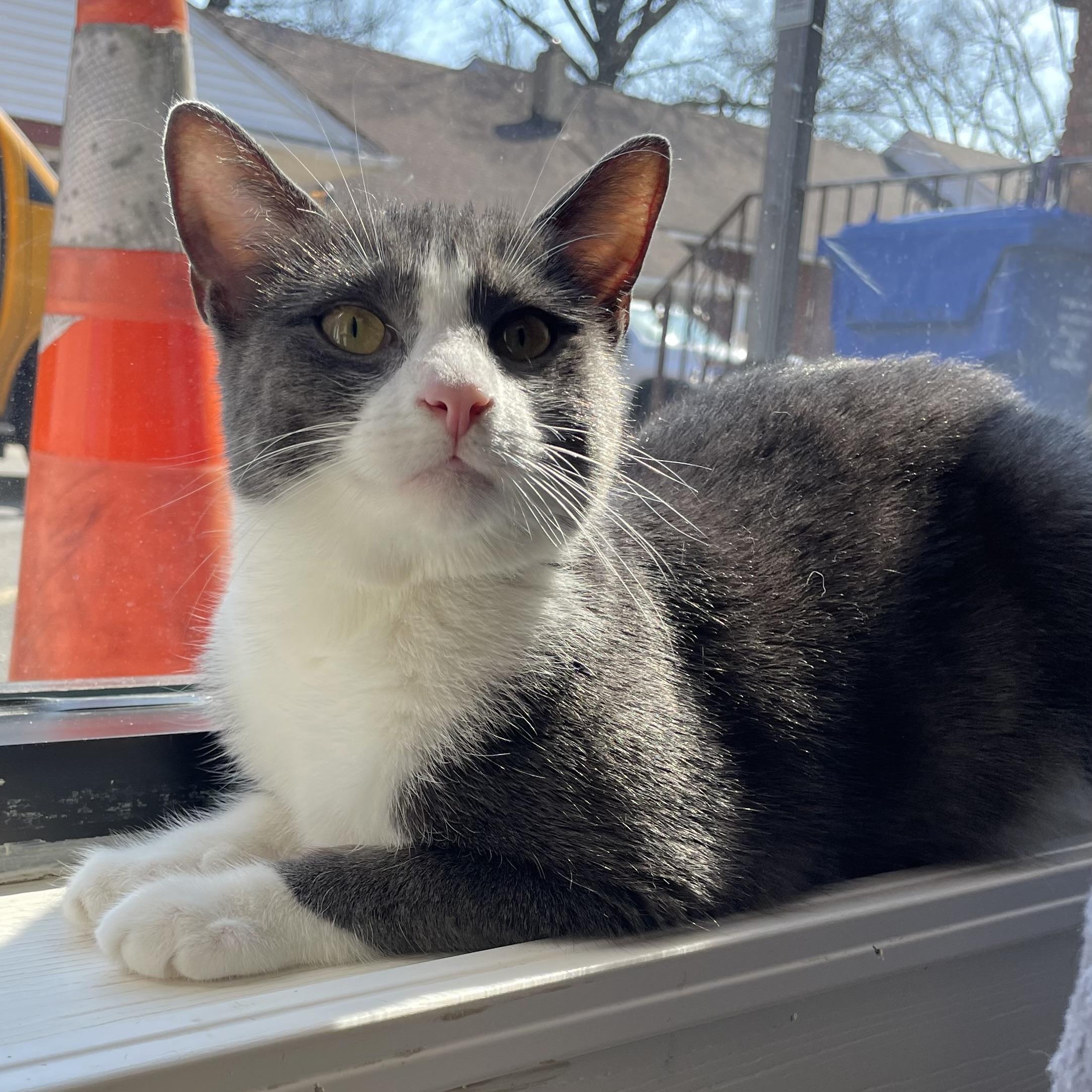 Cameo, Adoptable, Young Female Domestic Short Hair.