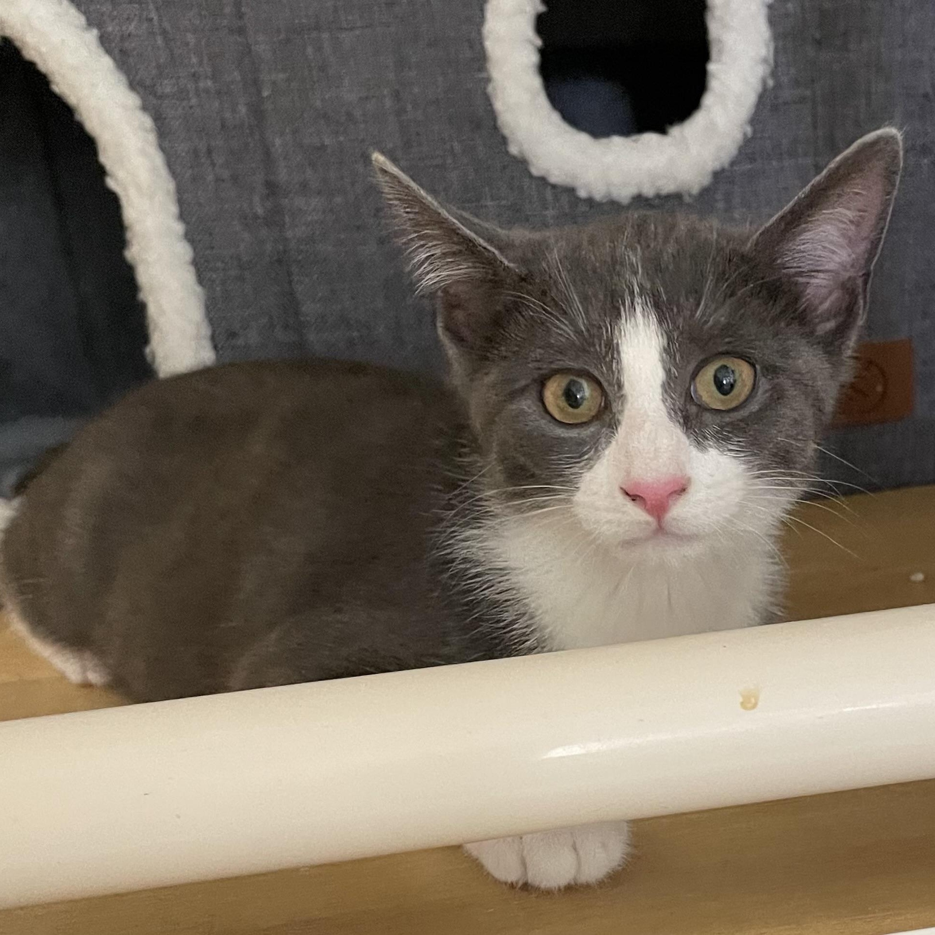 Cameo, a Adoptable Domestic Short Hair in Colonia, NJ image 3/4