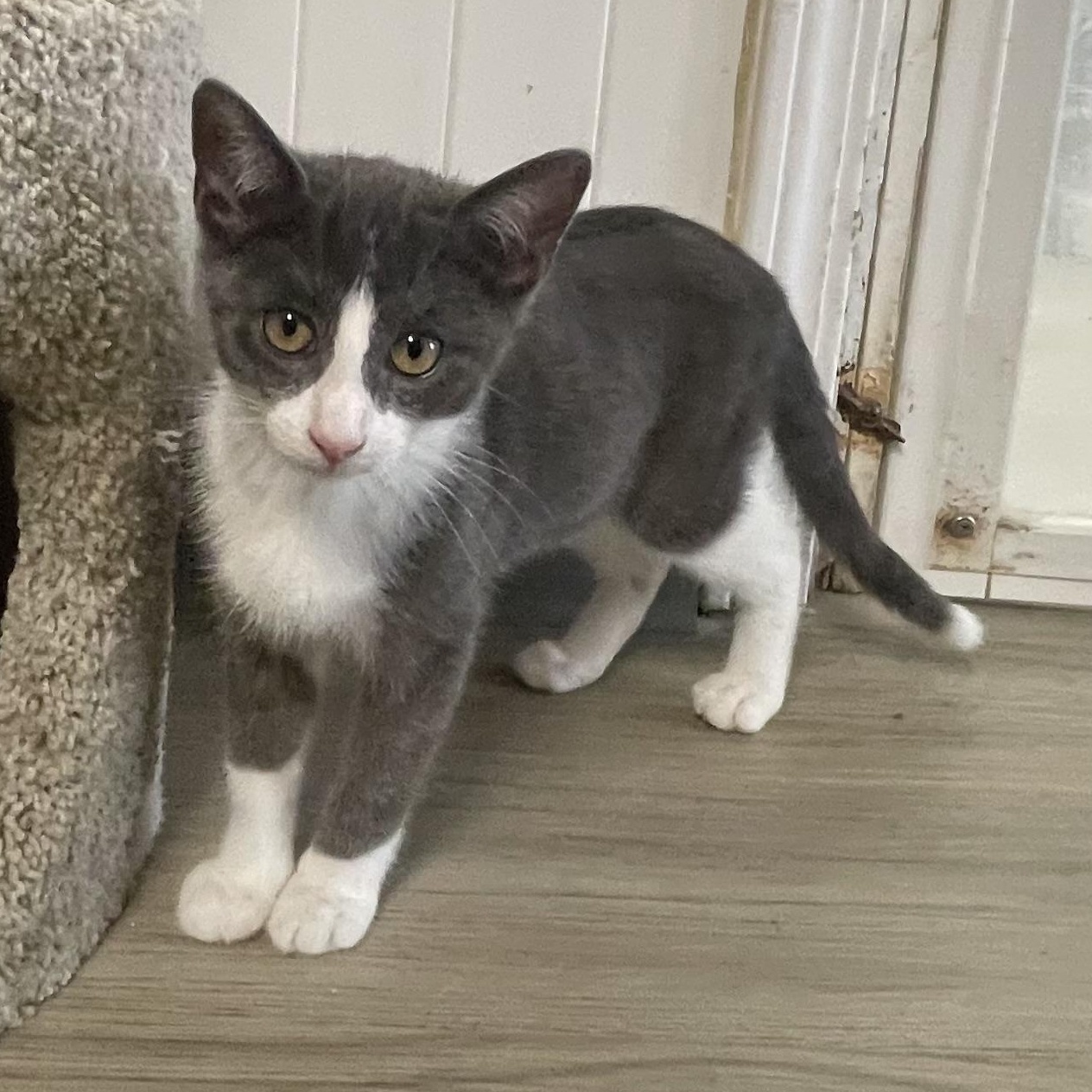 Cameo, a Adoptable Domestic Short Hair in Colonia, NJ image 4/4