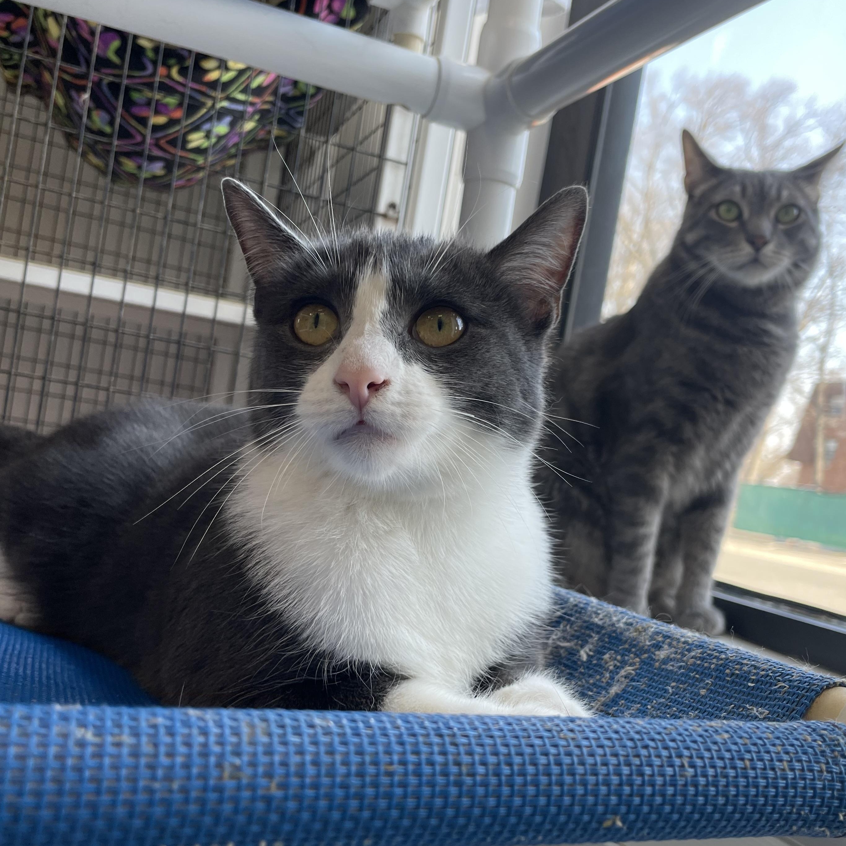 Enlarge Cameo, a Adoptable Domestic Short Hair in Colonia, NJ image 2/5