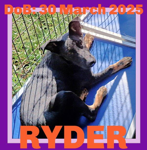 RYDER, Adoptable, Young Female German Shepherd Dog.