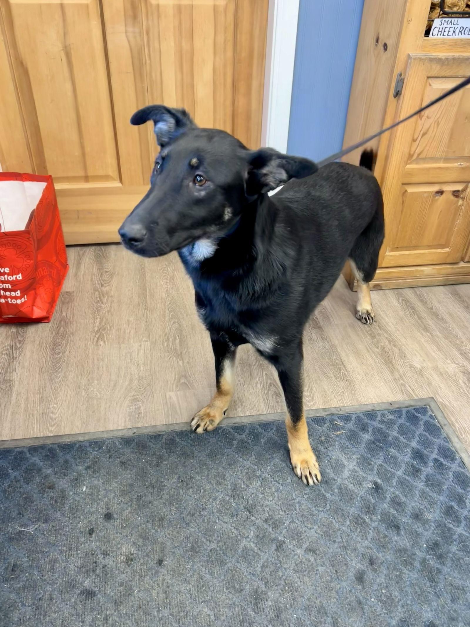 Ryder Girl - Fostered Bangor, ME, a Adoptable German Shepherd Dog in Sebec, ME image 1/4