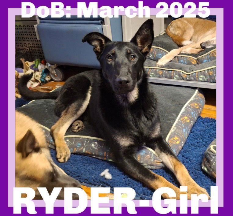 Ryder-Girl, a Adopted German Shepherd Dog in Sebec, ME image 1/4