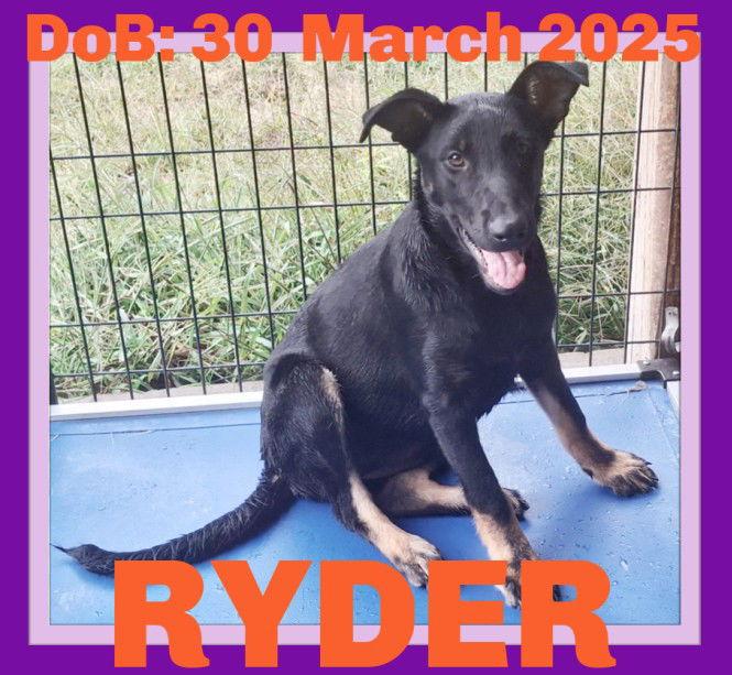 RYDER, Adoptable, Young Female German Shepherd Dog.