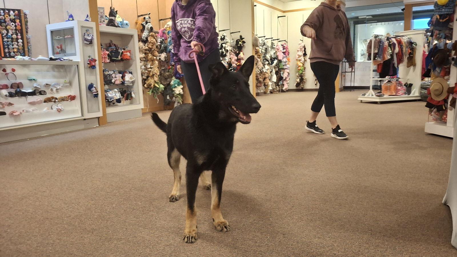 Ryder-Girl, a Adopted German Shepherd Dog in Sebec, ME image 2/4