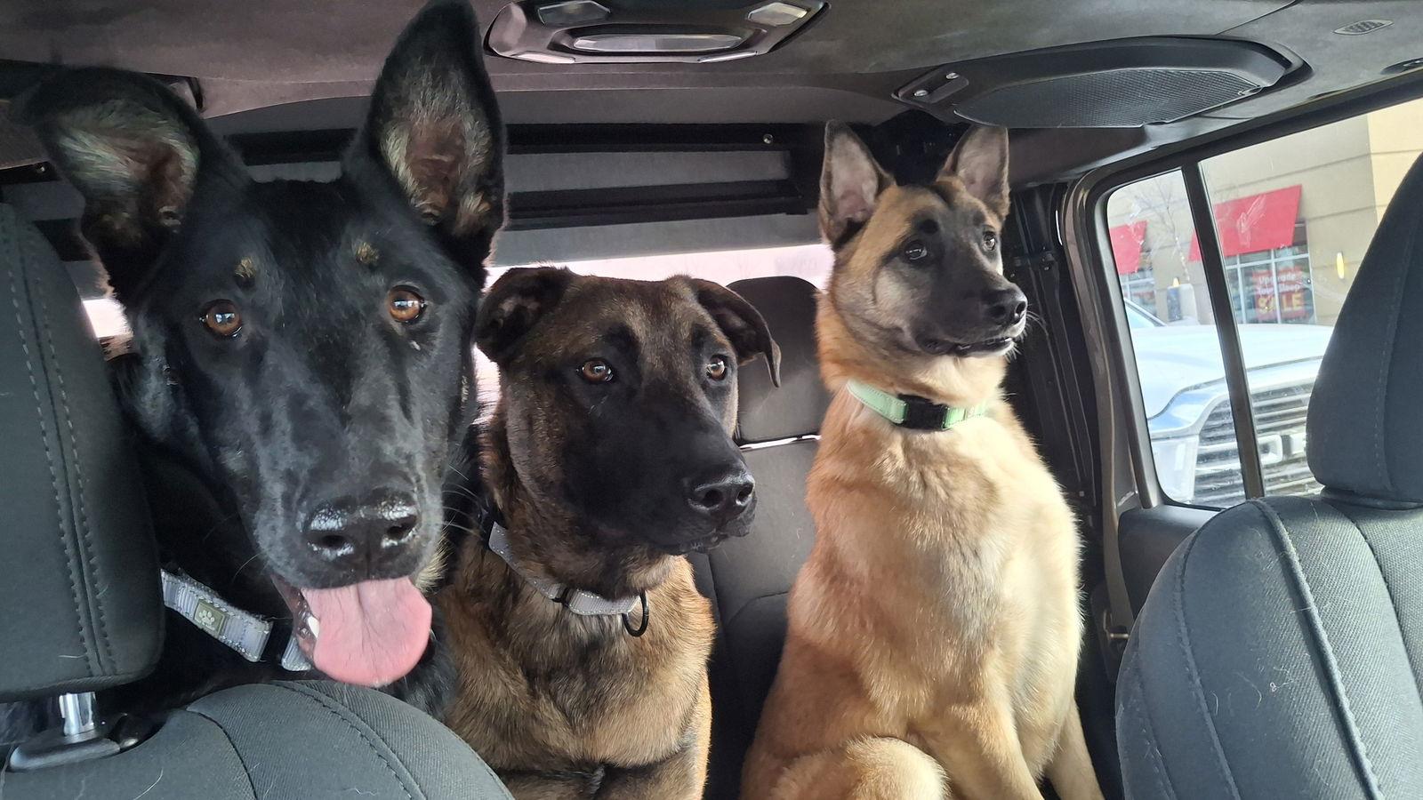 Ryder-Girl, a Adopted German Shepherd Dog in Sebec, ME image 3/4