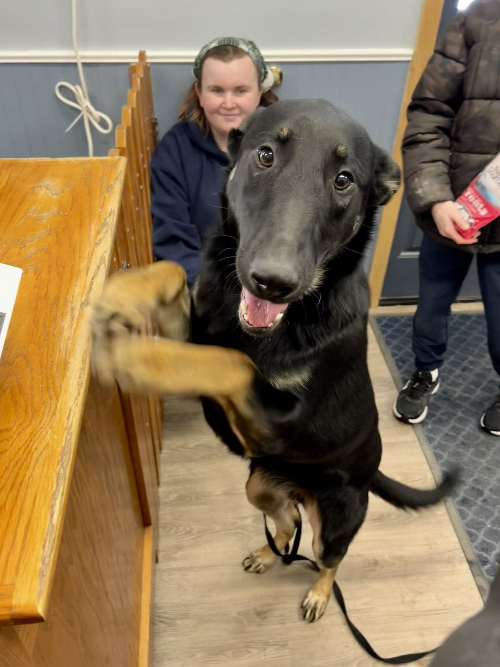 Ryder Girl - Fostered Bangor, ME, a Adoptable German Shepherd Dog in Sebec, ME image 3/4