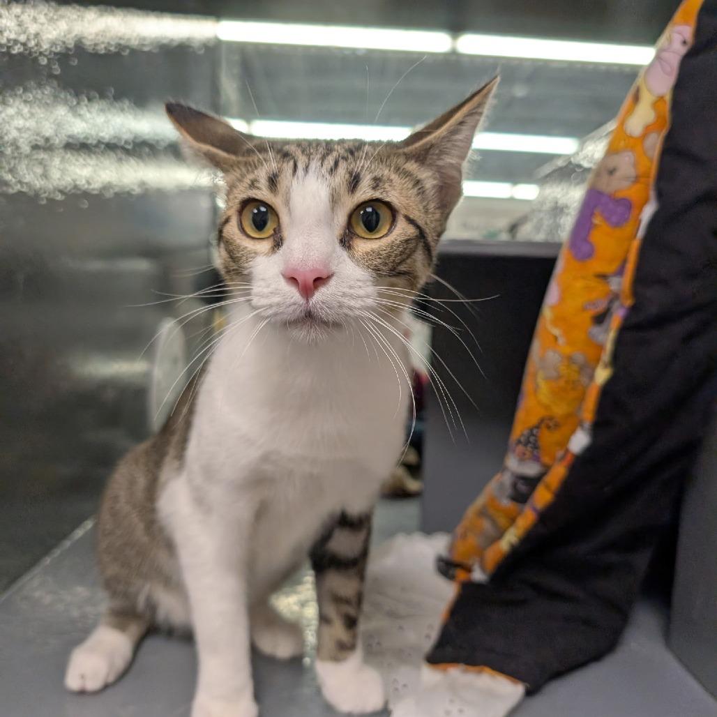 Enlarge Honey C007405, a Adoptable Domestic Short Hair in Prosper, TX image 1/4