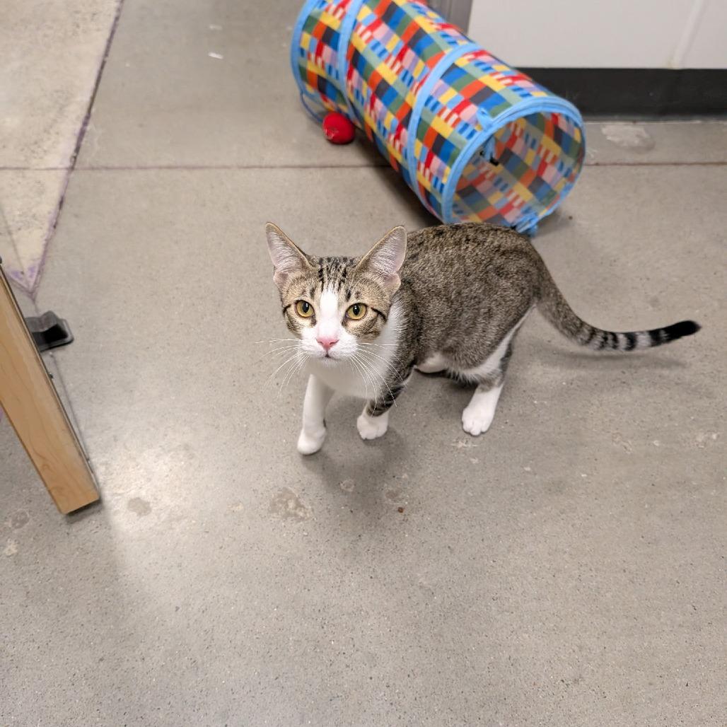 Enlarge Honey C007405, a Adoptable Domestic Short Hair in Prosper, TX image 2/4