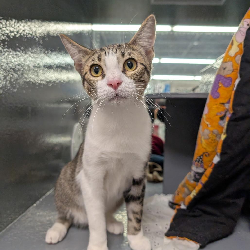 Enlarge Honey C007405, a Adoptable Domestic Short Hair in Prosper, TX image 3/4