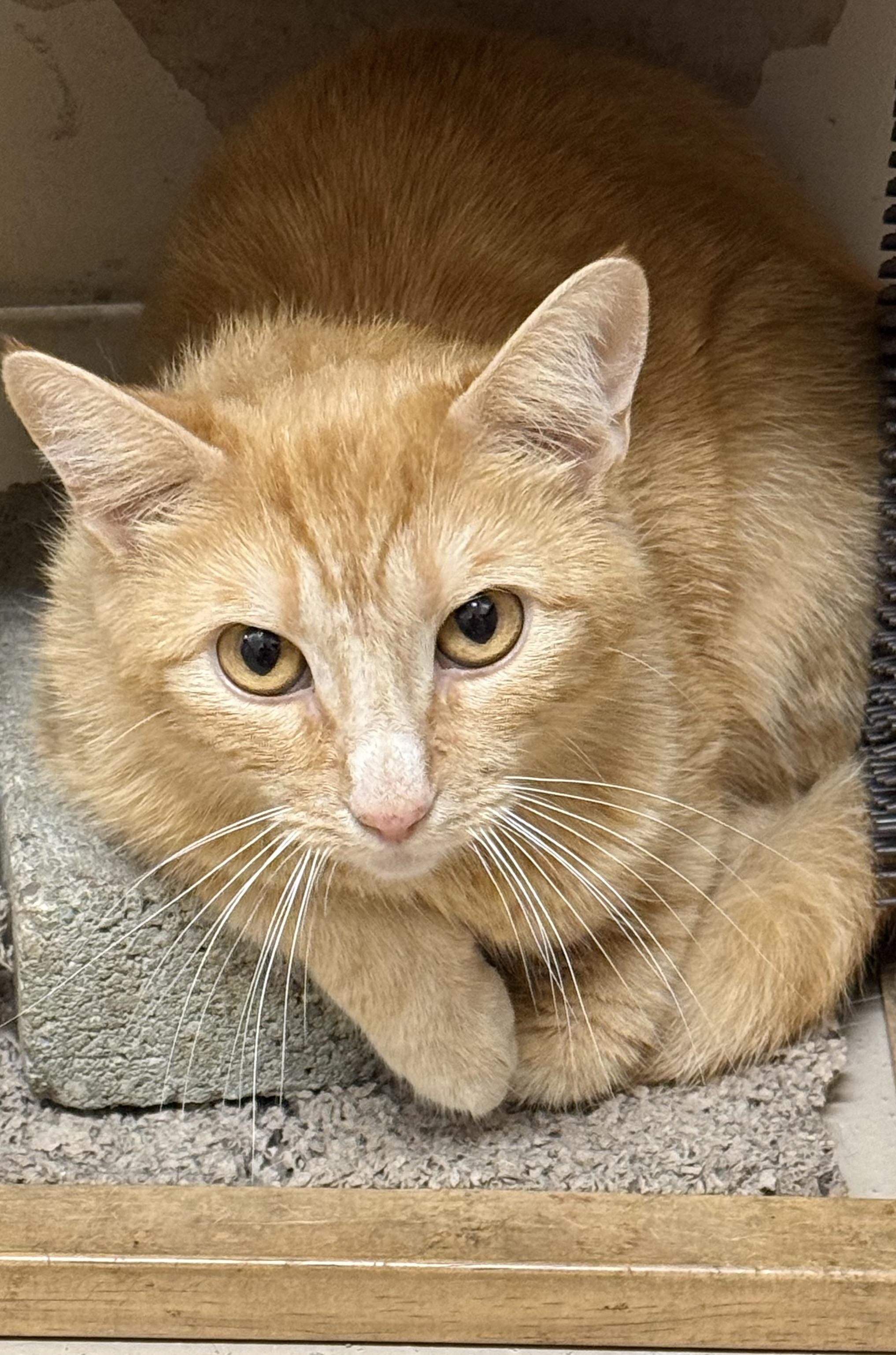 Cayenne, ADOPTABLE, Adult Female Domestic Short Hair.