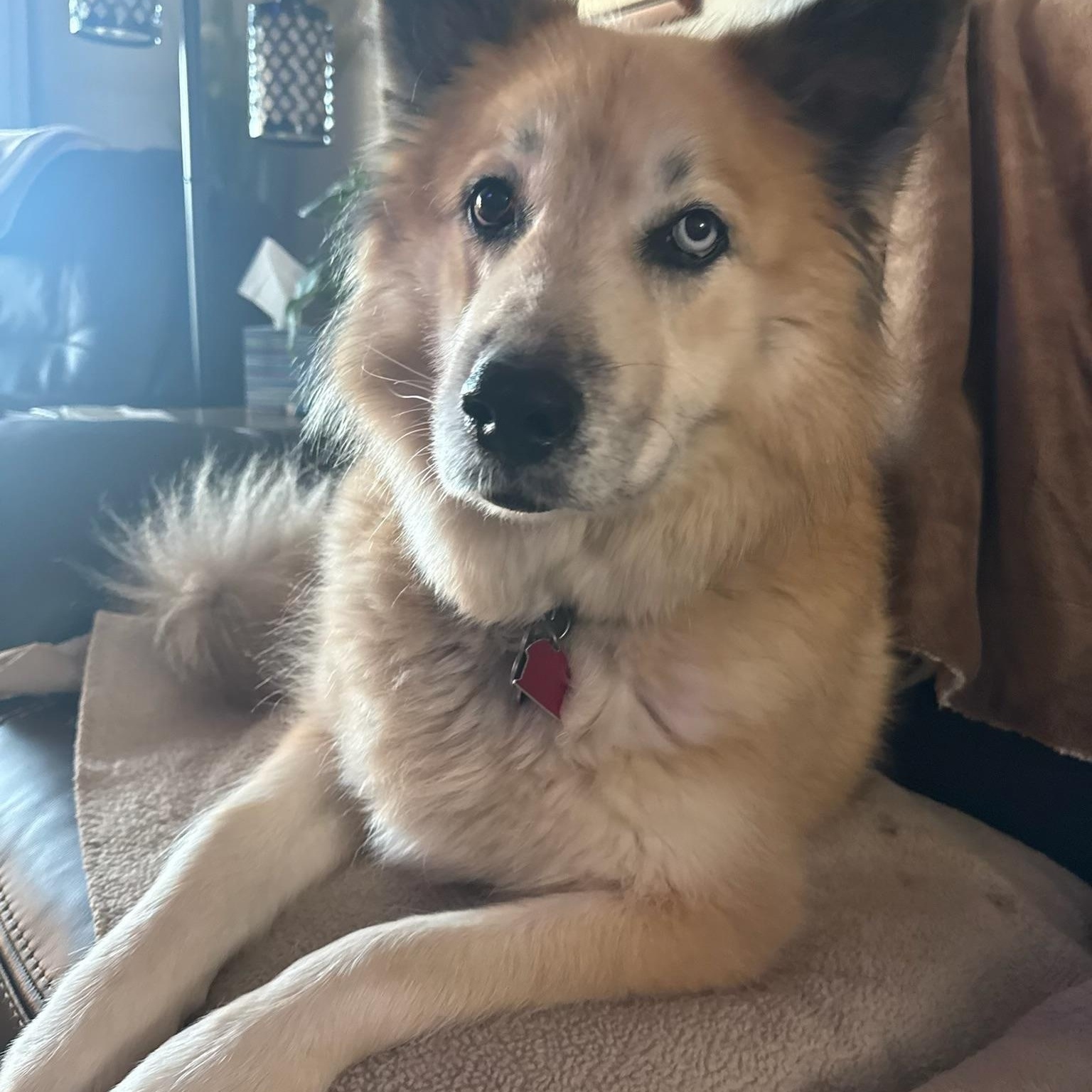 Gigi, Adoptable, Adult Female Shiba Inu & Akita.