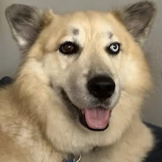 Enlarge Gigi, a Adoptable mixed breed in Florala, AL image 6/6