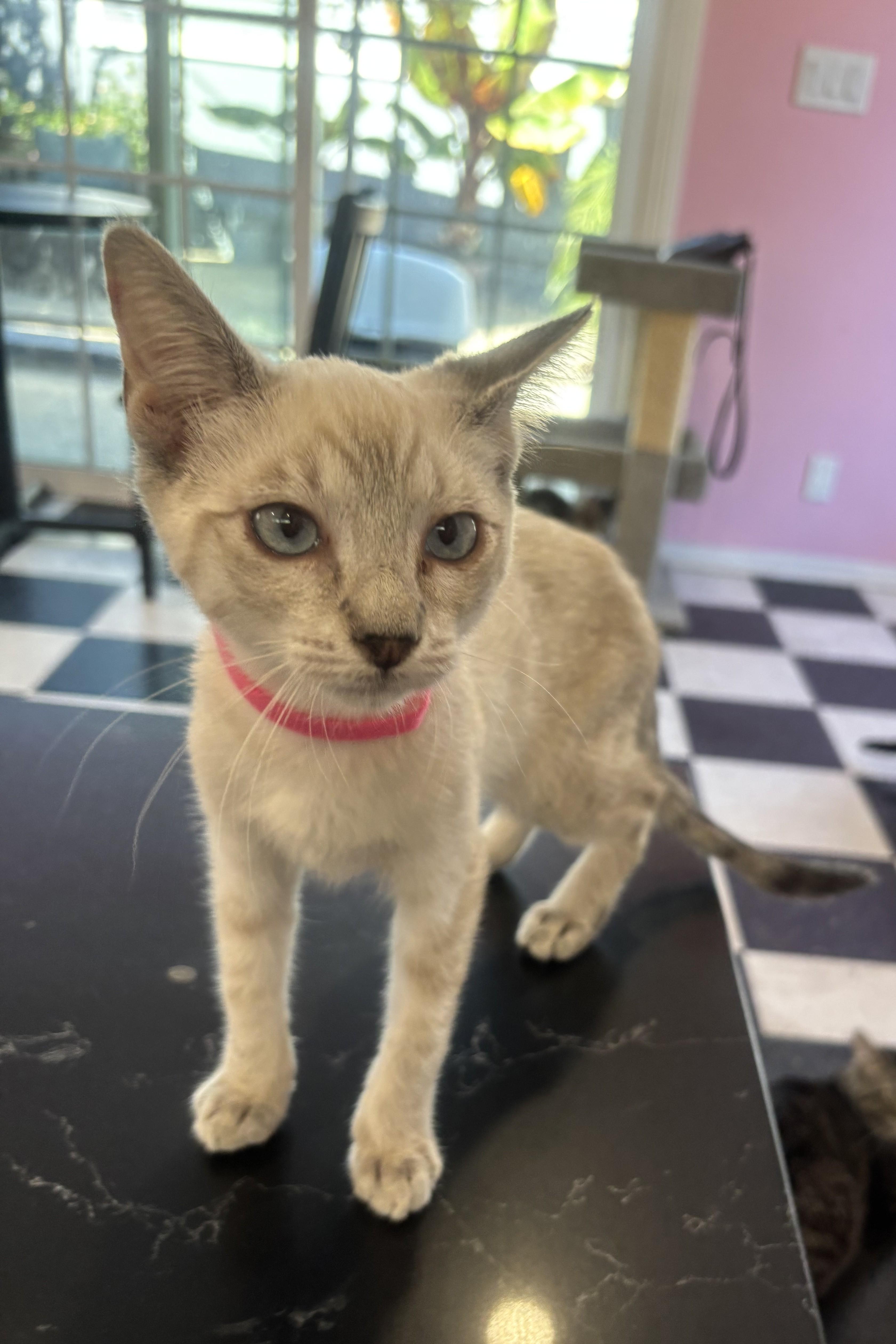 London, an adopted Siamese in Whittier, CA image 3/6
