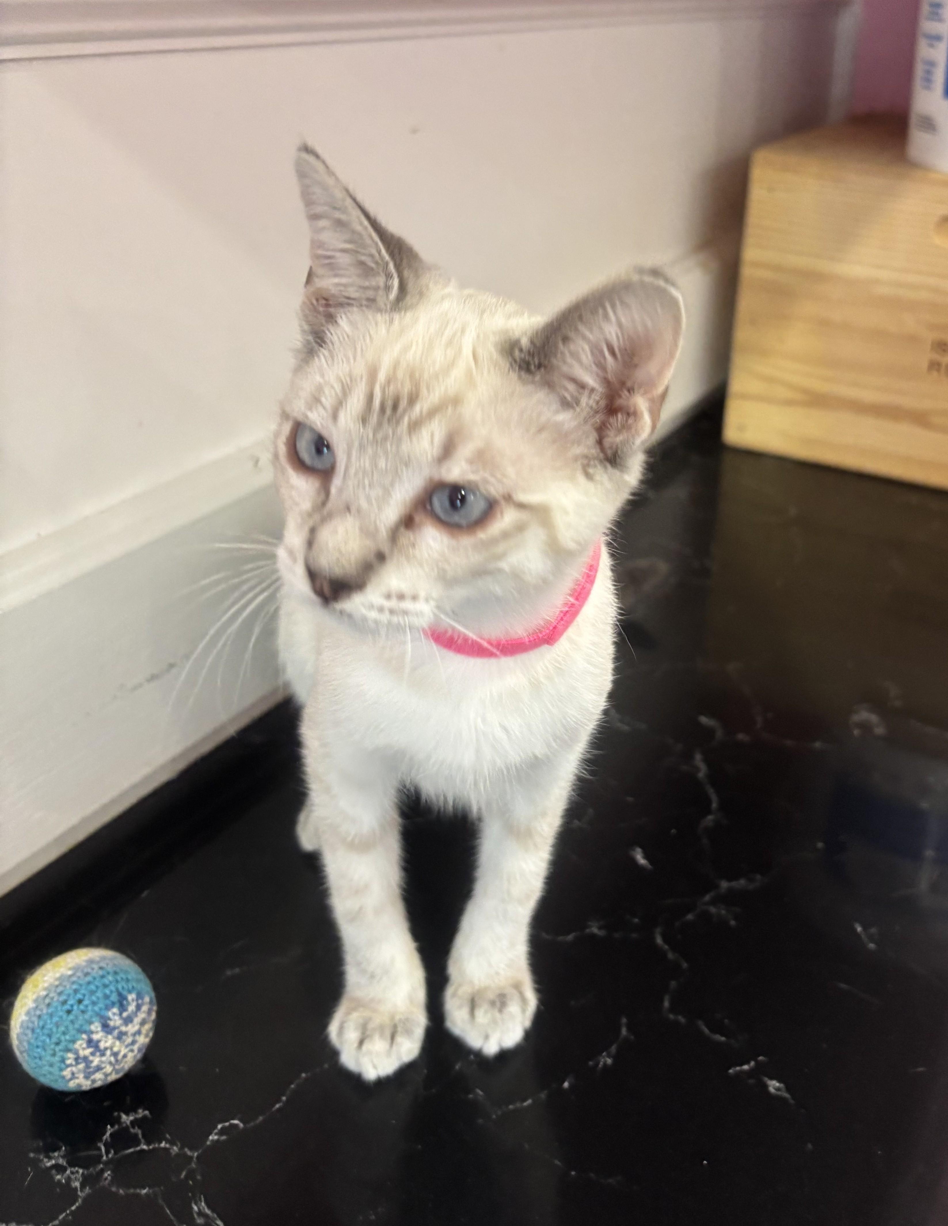 London, an adopted Siamese in Whittier, CA image 2/6