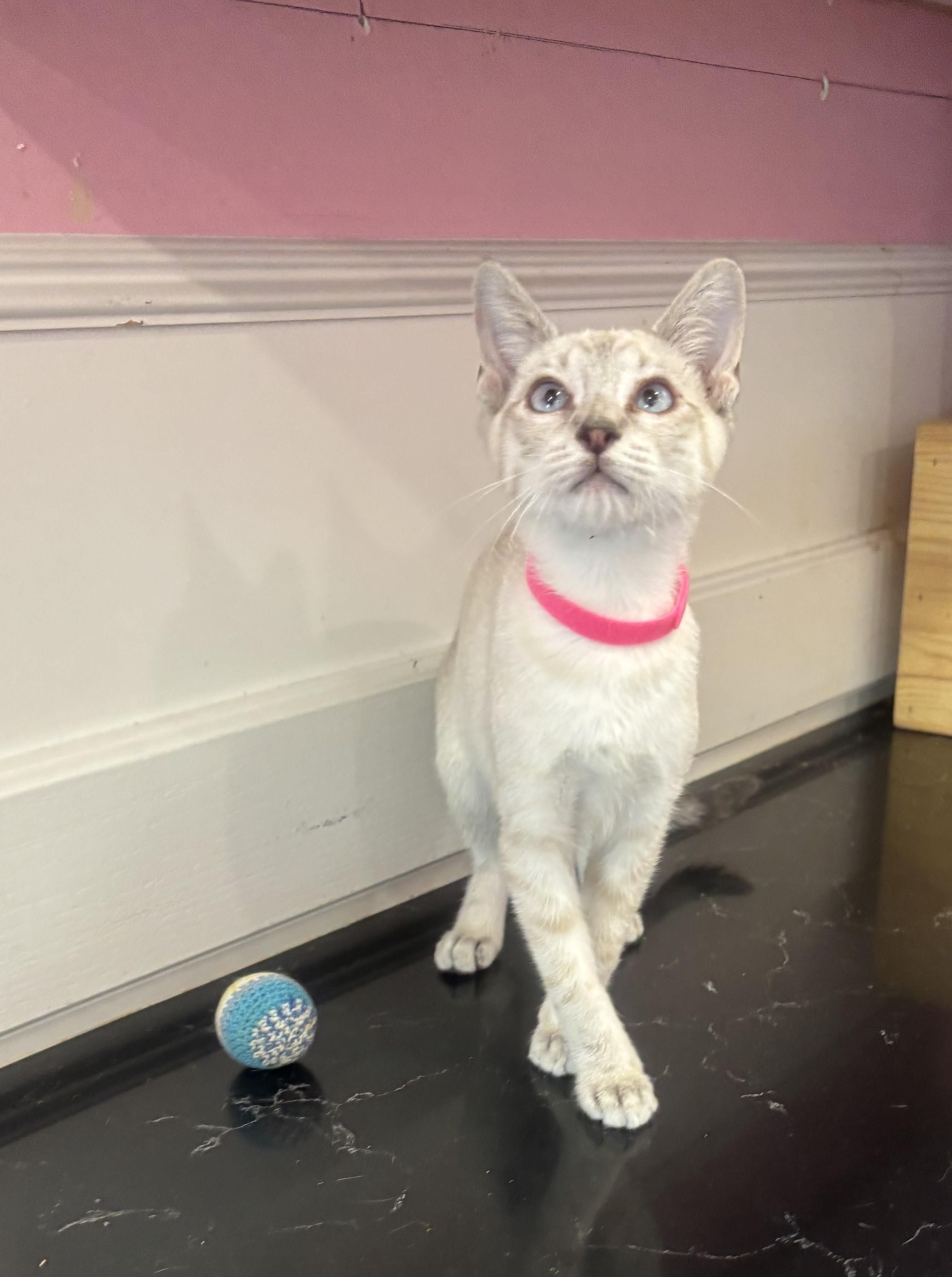 London, an adopted Siamese in Whittier, CA image 5/6