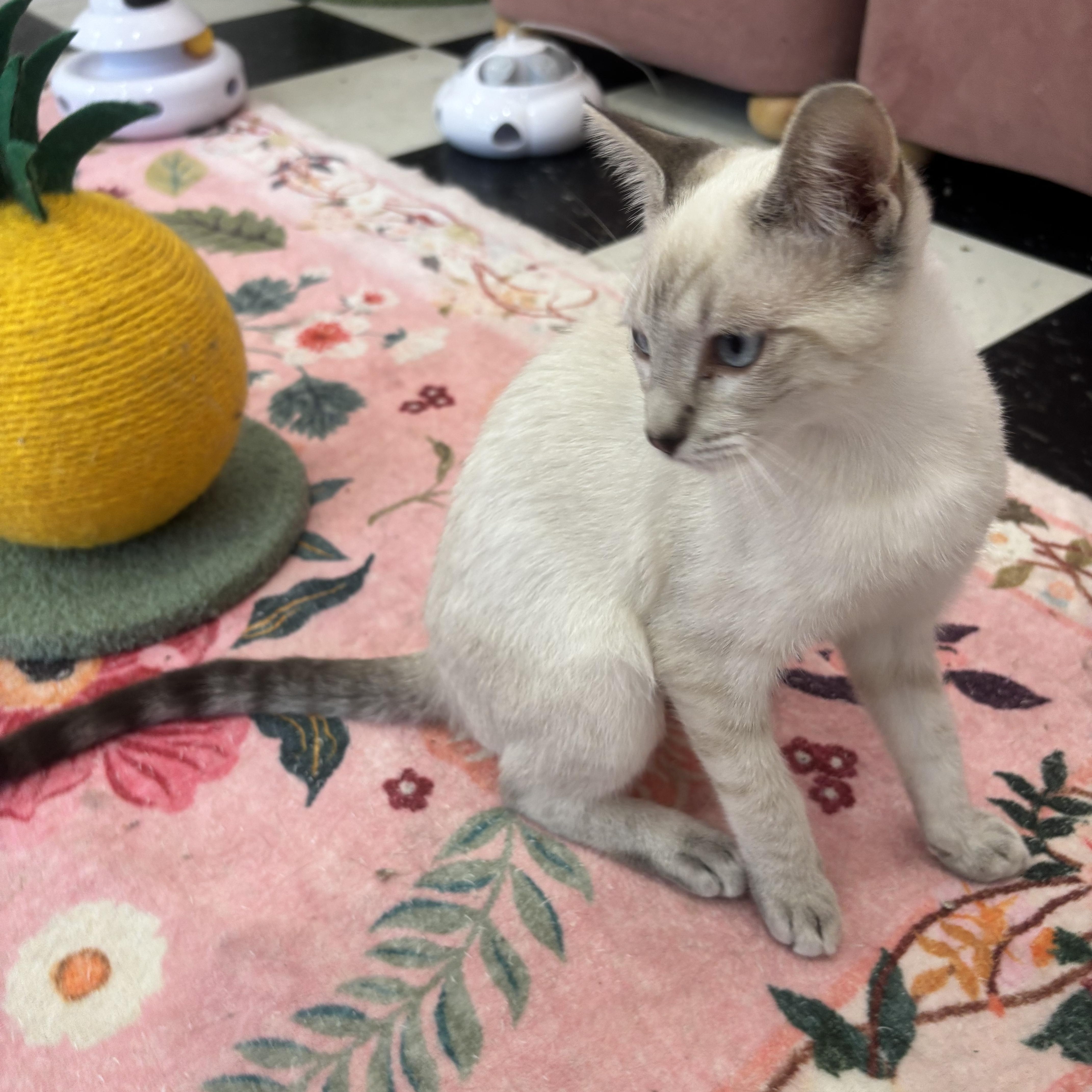 London, an adopted Siamese in Whittier, CA image 4/6