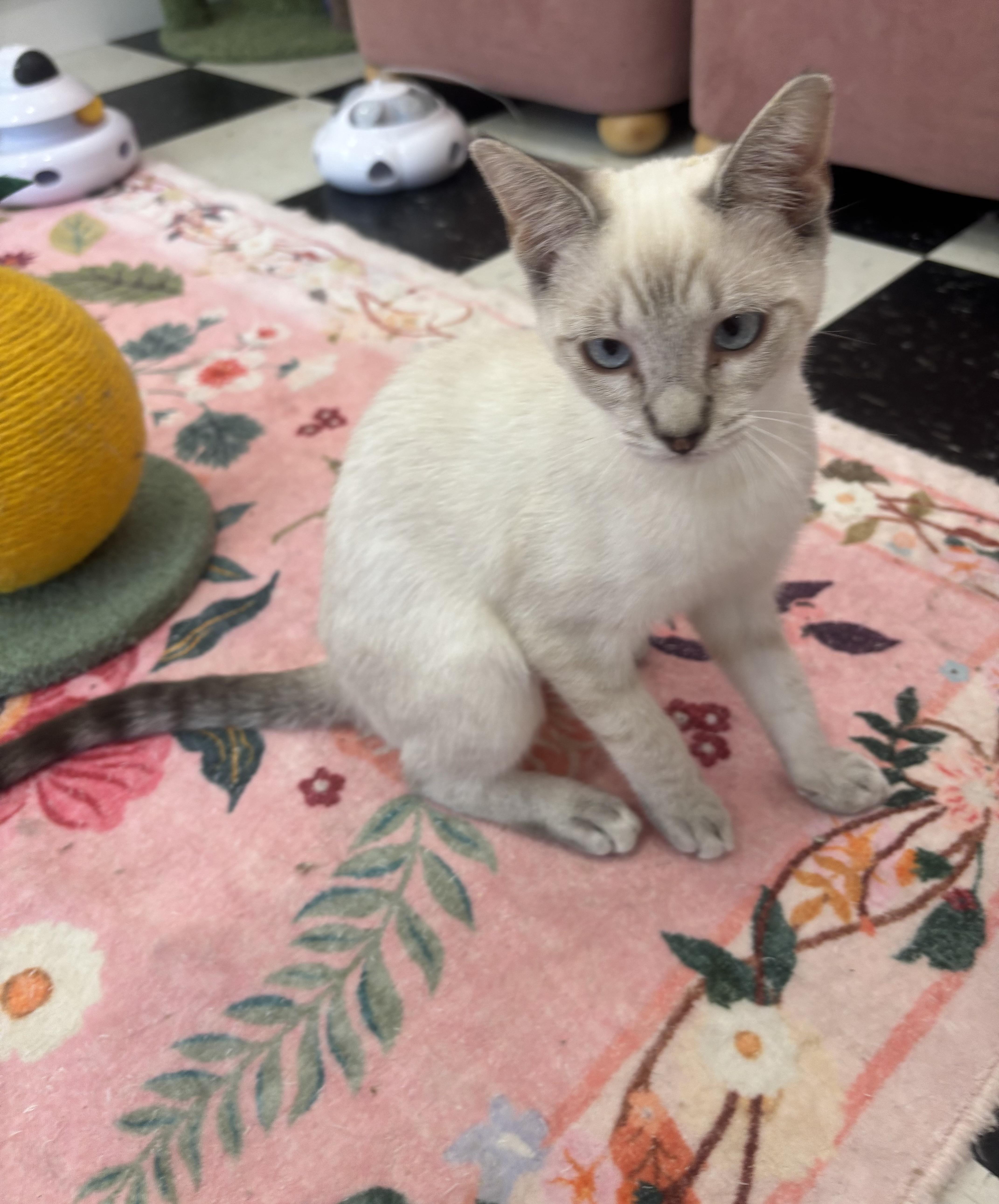 London, adopted, Young Female Siamese.