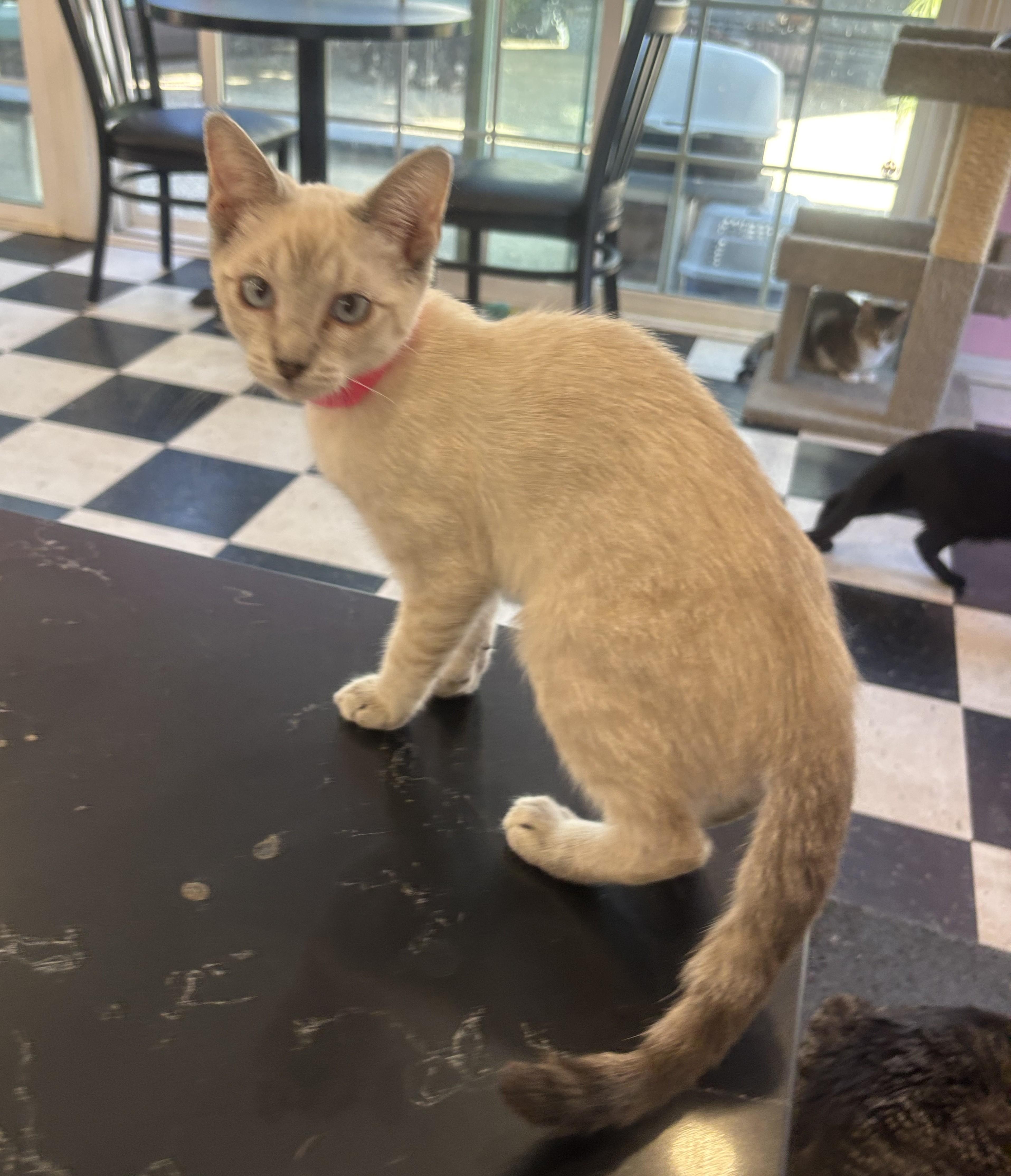 London, an adopted Siamese in Whittier, CA image 6/6