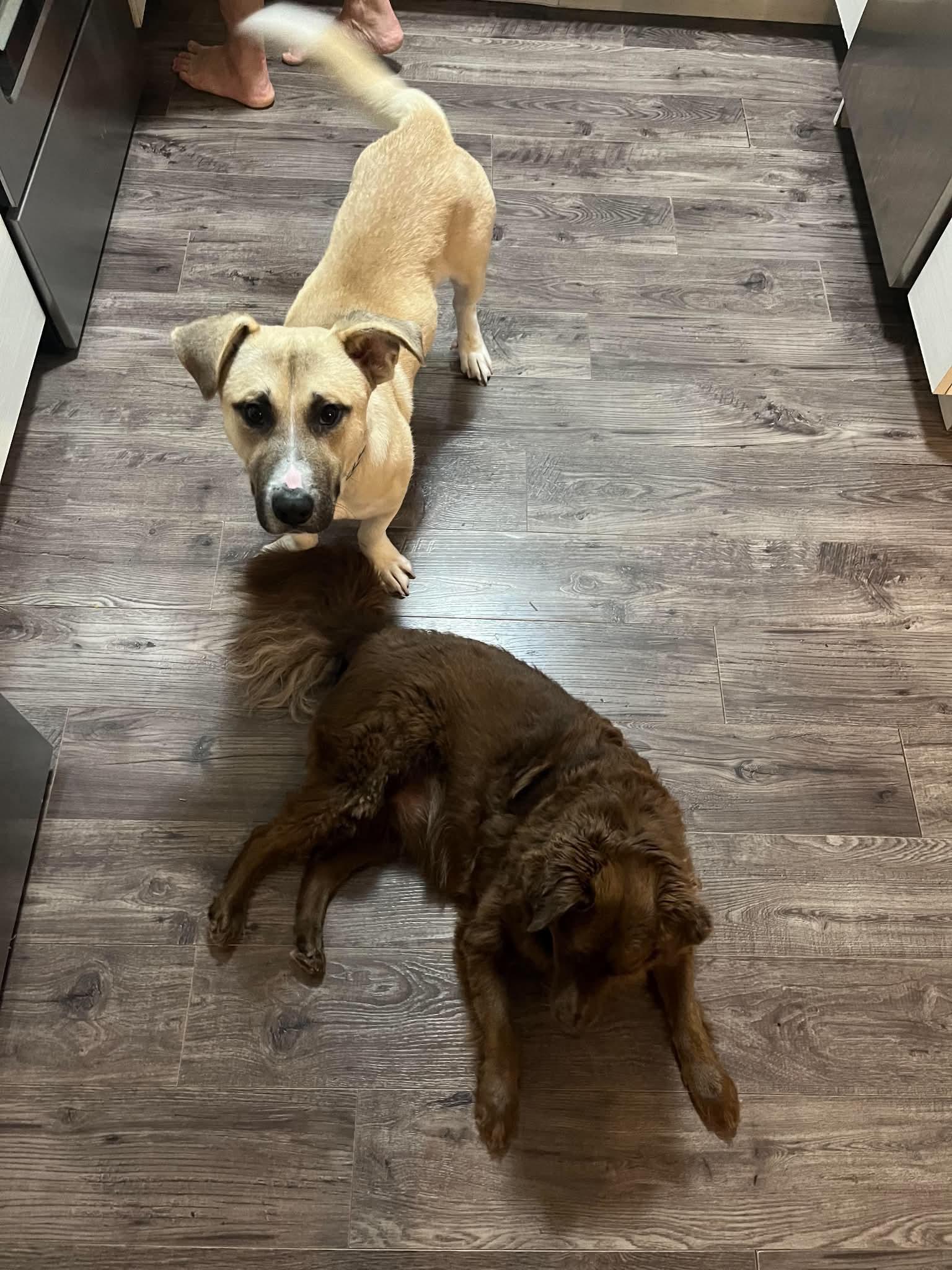 Enlarge Ricky Beans, a Adopted mixed breed in Winnipeg, MB image 4/6