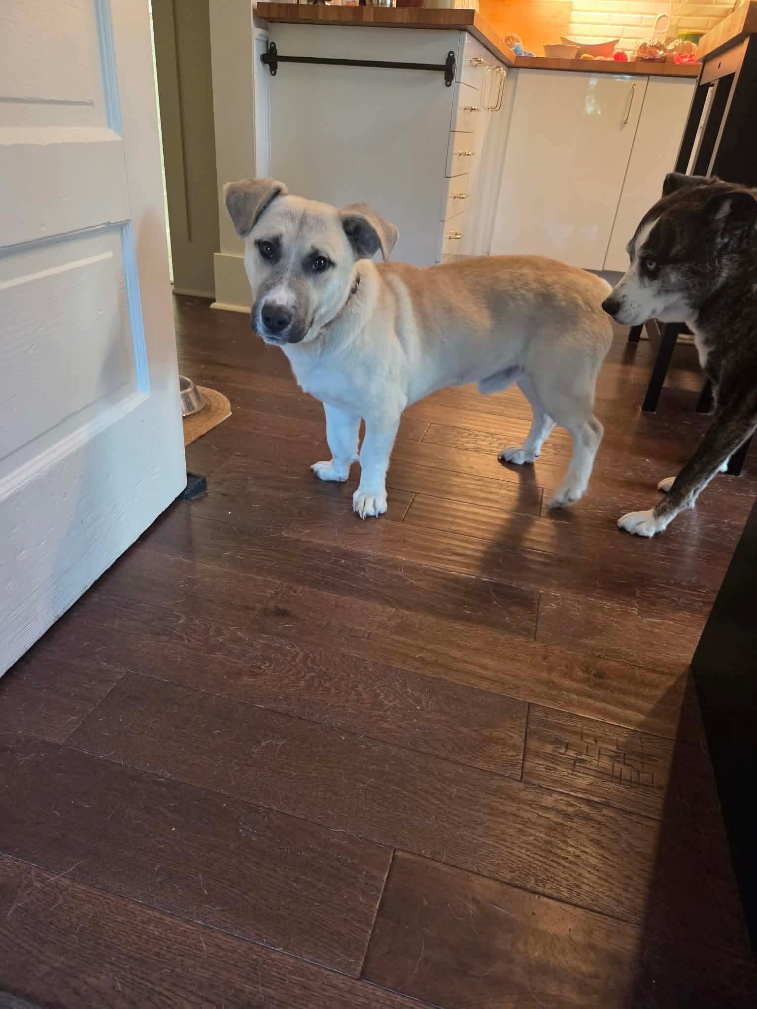 Ricky Beans, Adopted, Young Male Mixed Breed & Basset Hound.