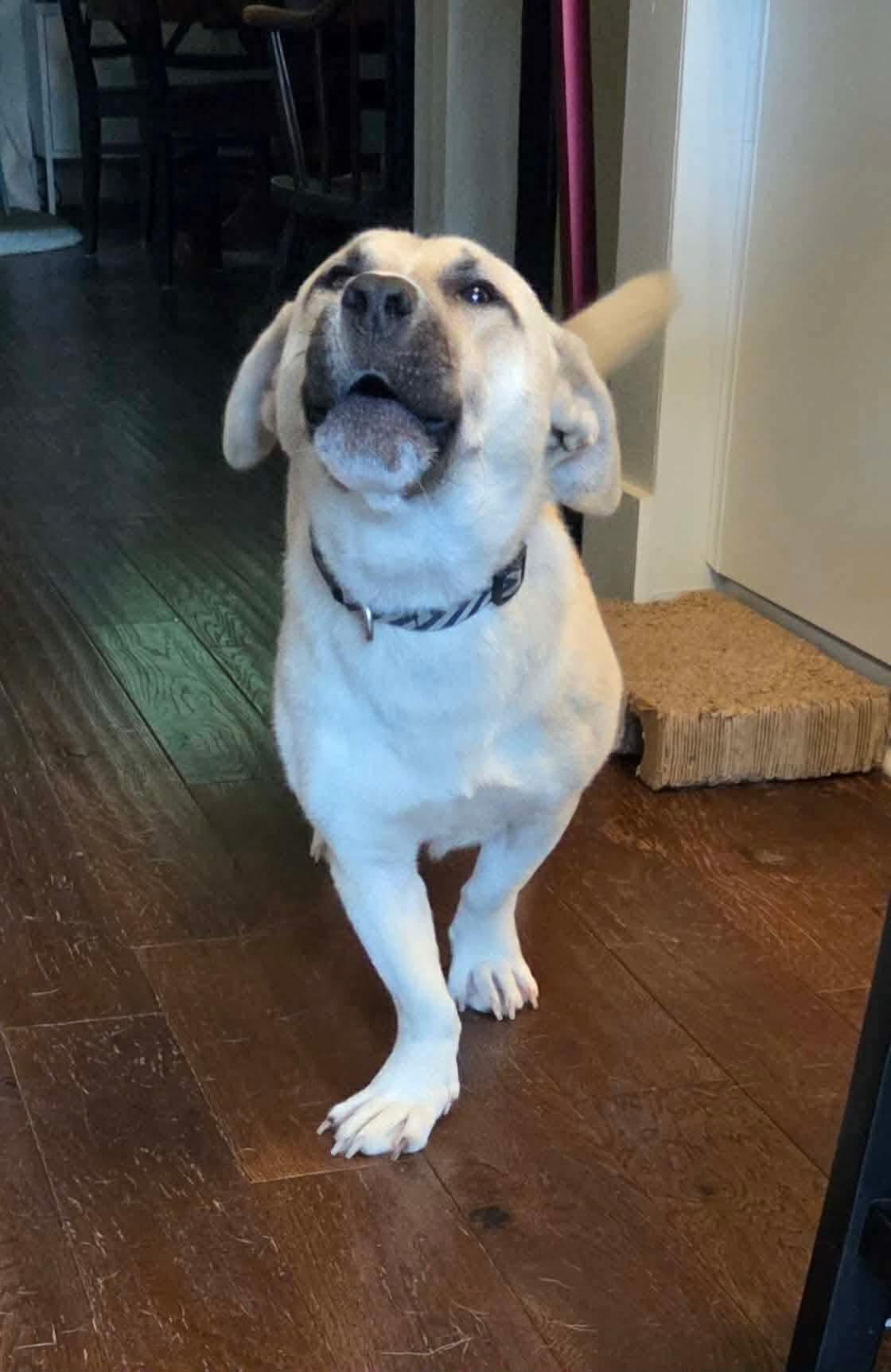 Enlarge Ricky Beans, a Adopted mixed breed in Winnipeg, MB image 3/6