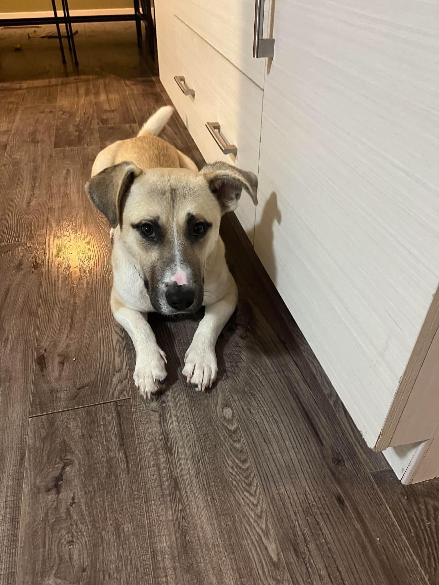 Enlarge Ricky Beans, a Adopted mixed breed in Winnipeg, MB image 2/6