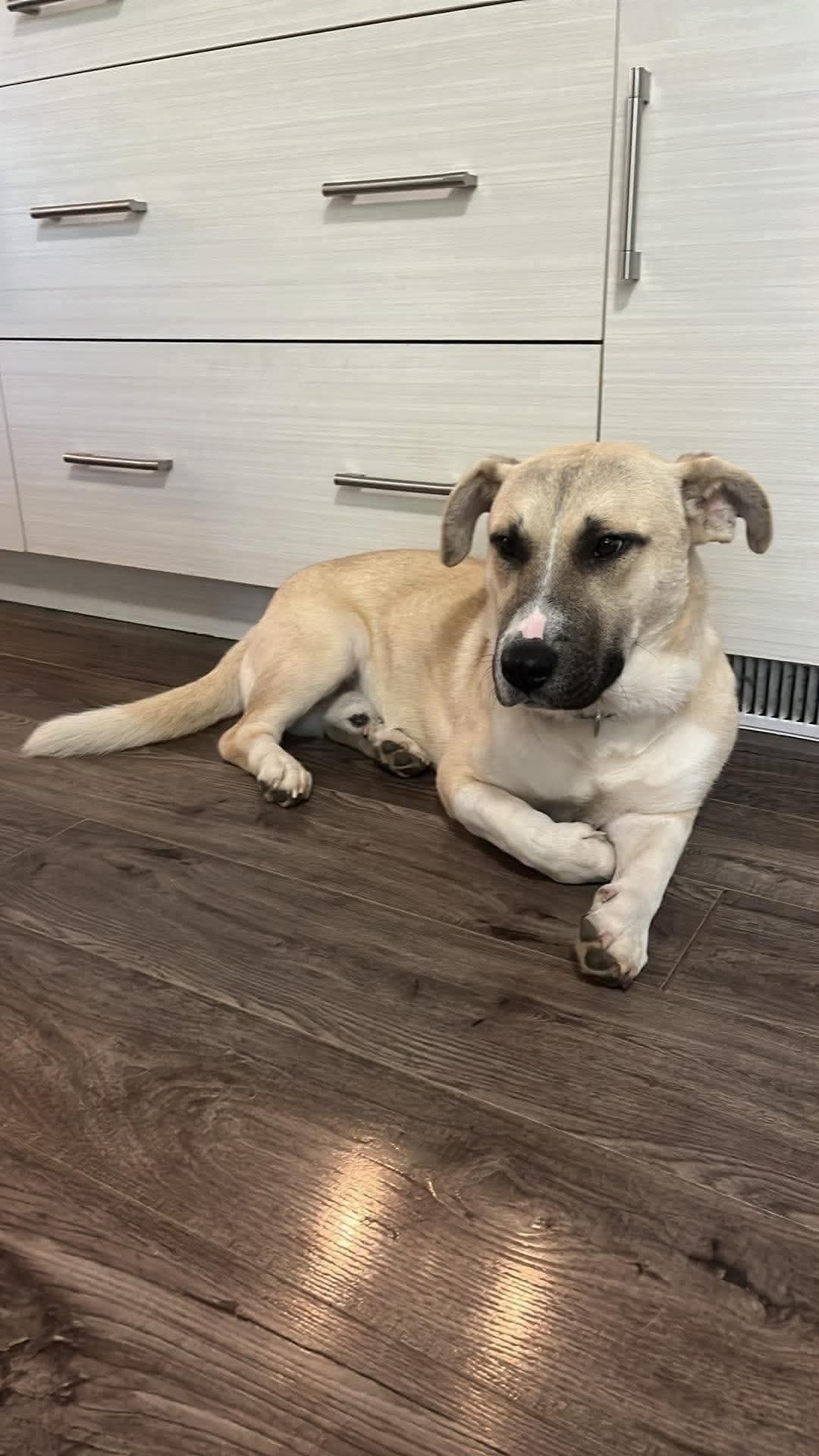Enlarge Ricky Beans, a Adopted mixed breed in Winnipeg, MB image 5/6