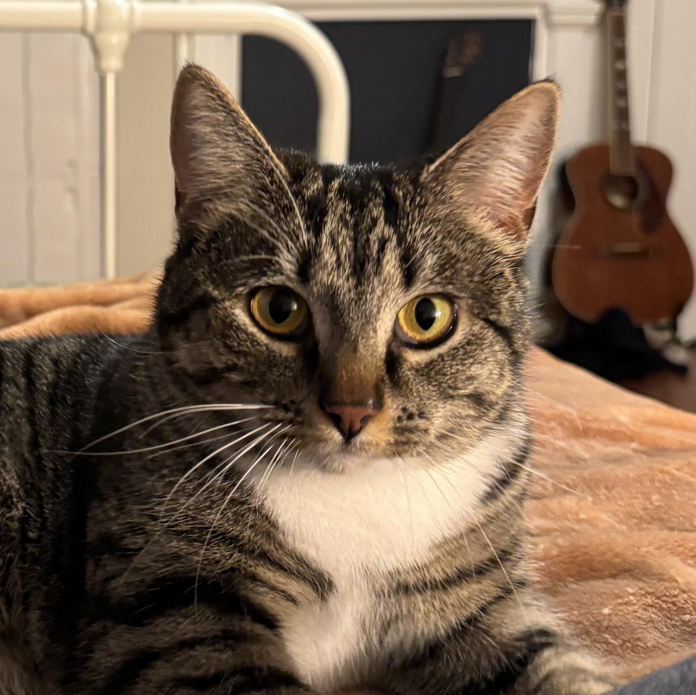 Enlarge Nugget, a ADOPTABLE American Shorthair in Frederick, MD image 1/3