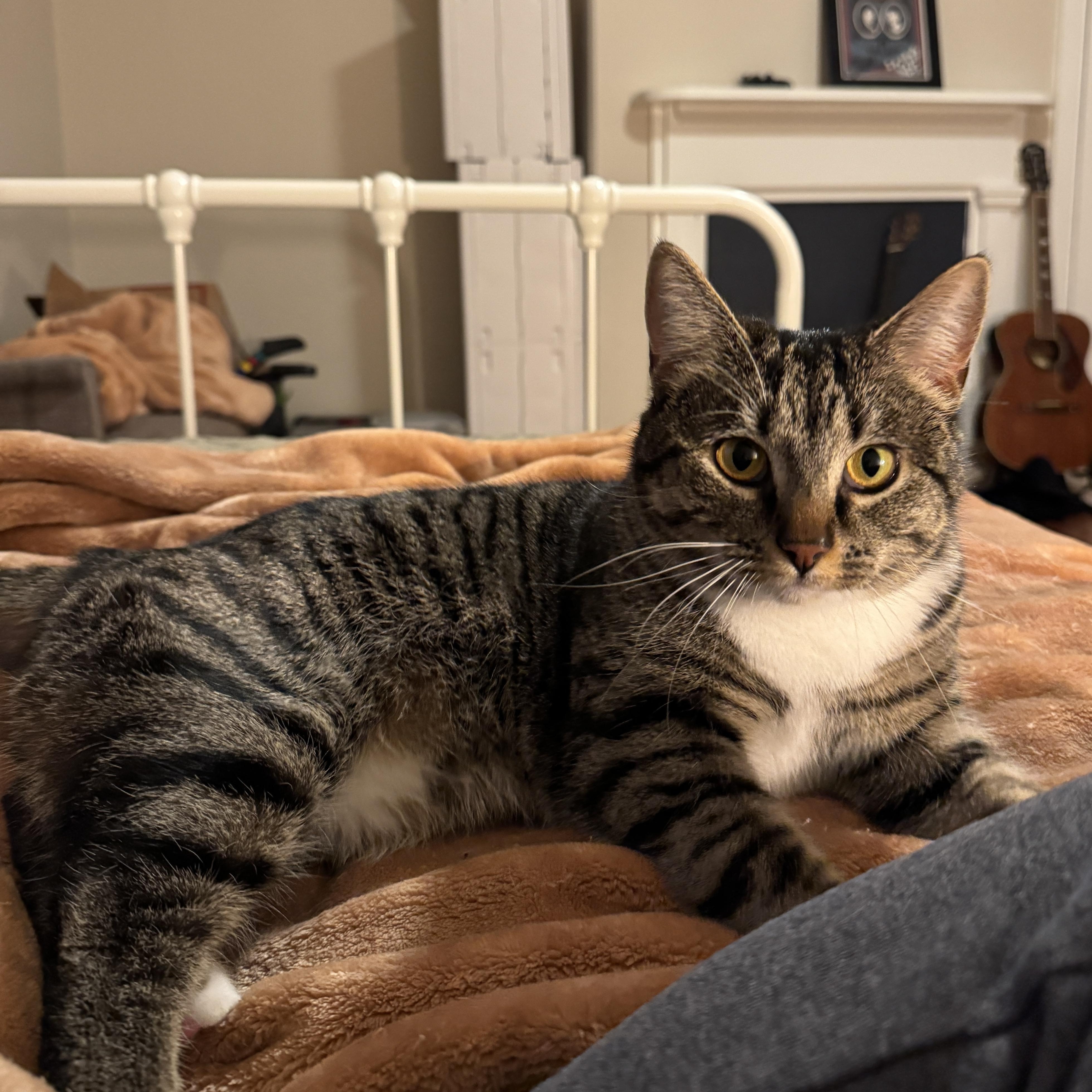 Enlarge Nugget, a ADOPTABLE American Shorthair in Frederick, MD image 3/3