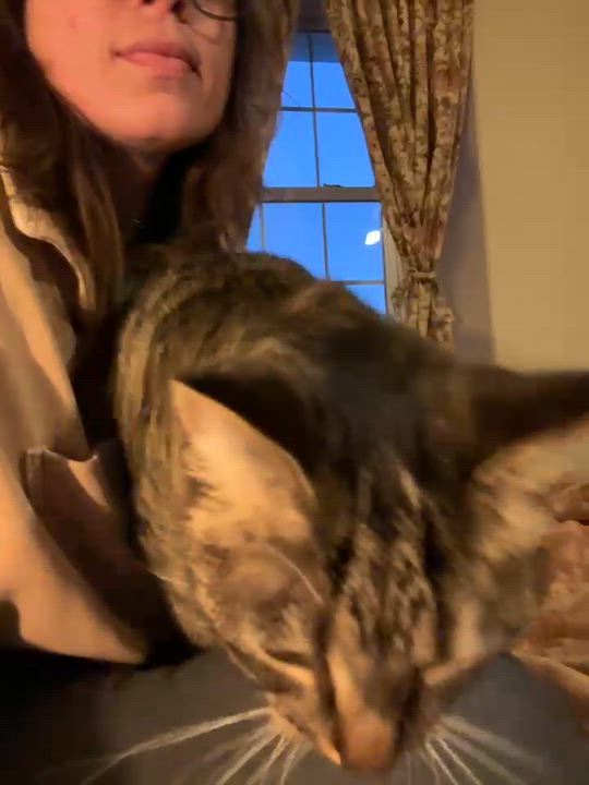 Enlarge Nugget, a ADOPTABLE American Shorthair in Frederick, MD video 2/3