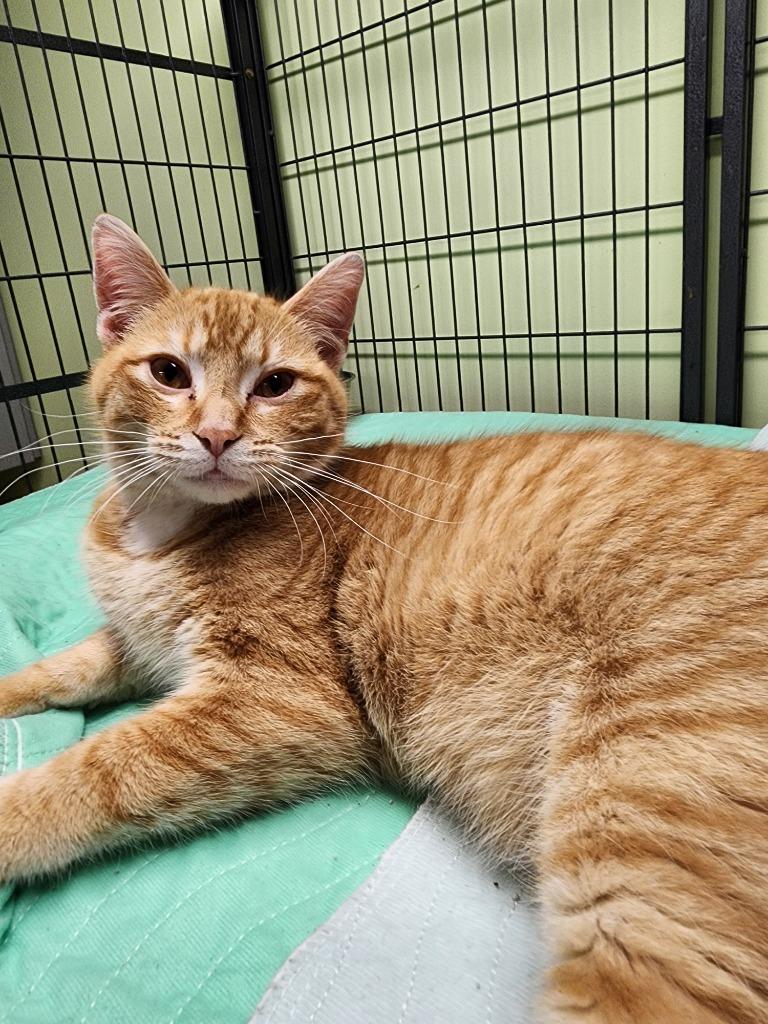Fire, Adoptable, Young Male Domestic Short Hair.