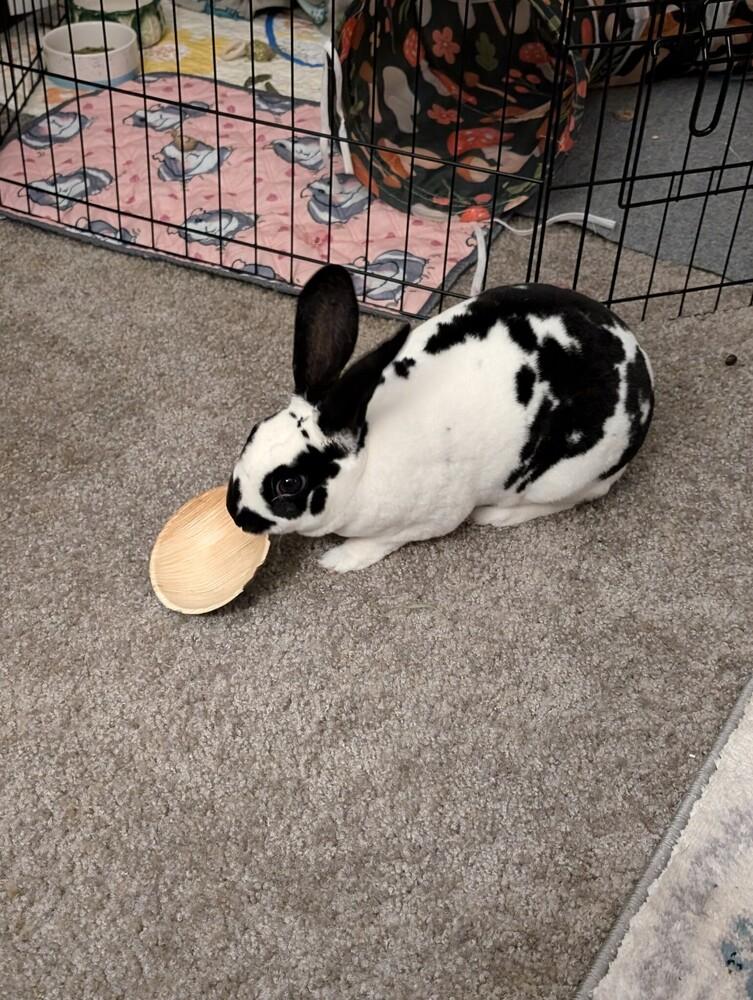 Enlarge Flynn, a Adoptable English Spot in Melbourne, FL image 1/6