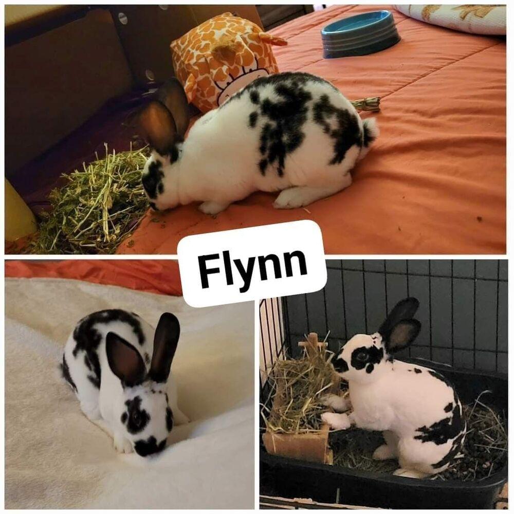 Enlarge Flynn, a Adoptable English Spot in Melbourne, FL image 2/6