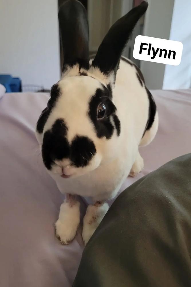 Flynn, Adoptable, Adult Male English Spot.