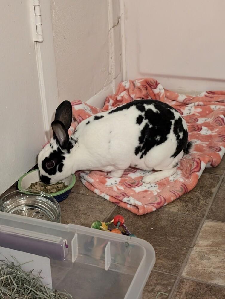 Enlarge Flynn, a Adoptable English Spot in Melbourne, FL image 5/6