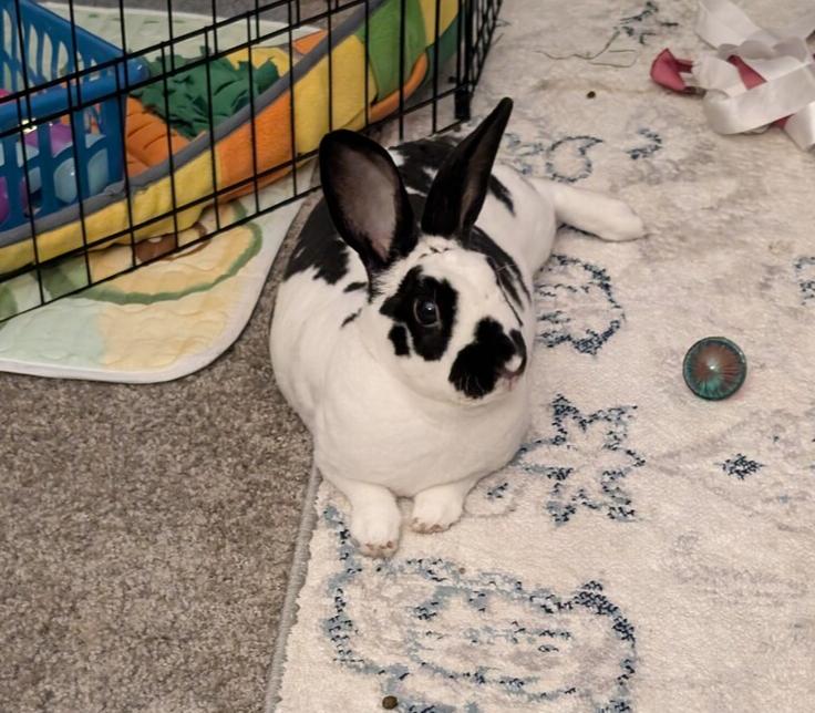 Enlarge Flynn, a Adoptable English Spot in Melbourne, FL image 6/6