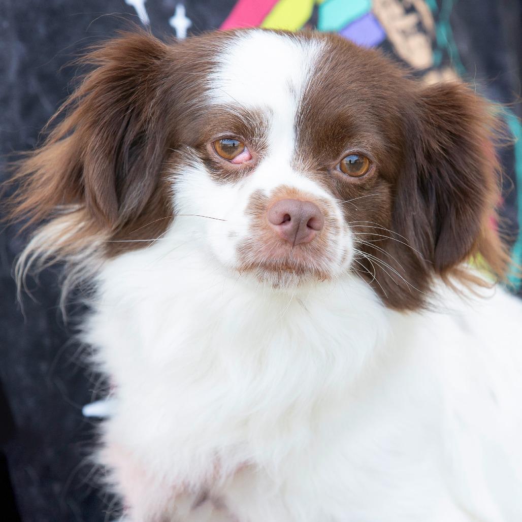 Enlarge Cocoa, a Adoptable Mixed Breed in Cartersville, GA image 1/4