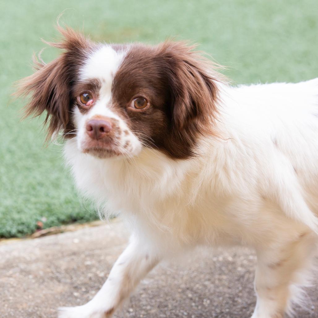 Enlarge Cocoa, a Adoptable Mixed Breed in Cartersville, GA image 2/4