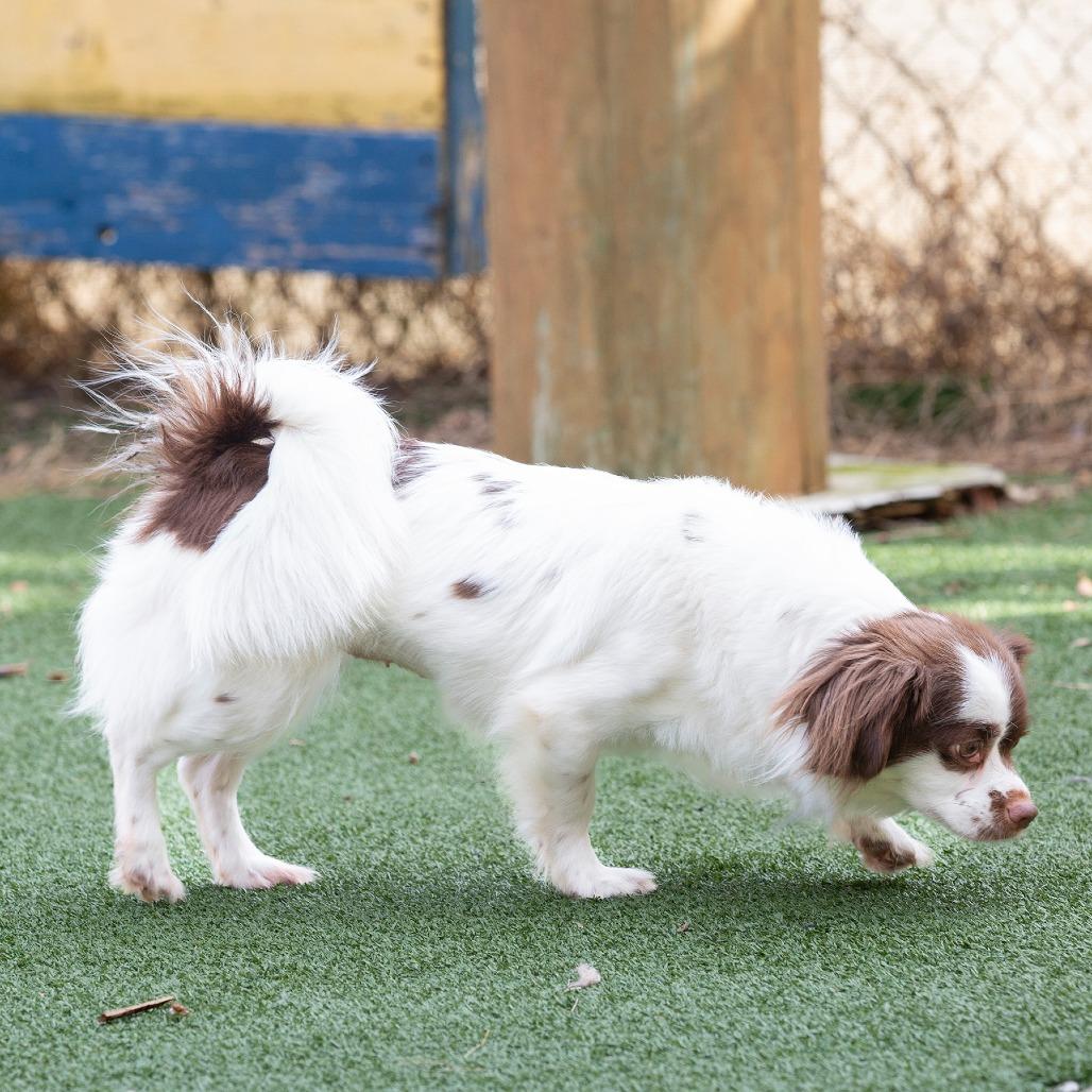 Enlarge Cocoa, a Adoptable Mixed Breed in Cartersville, GA image 3/4