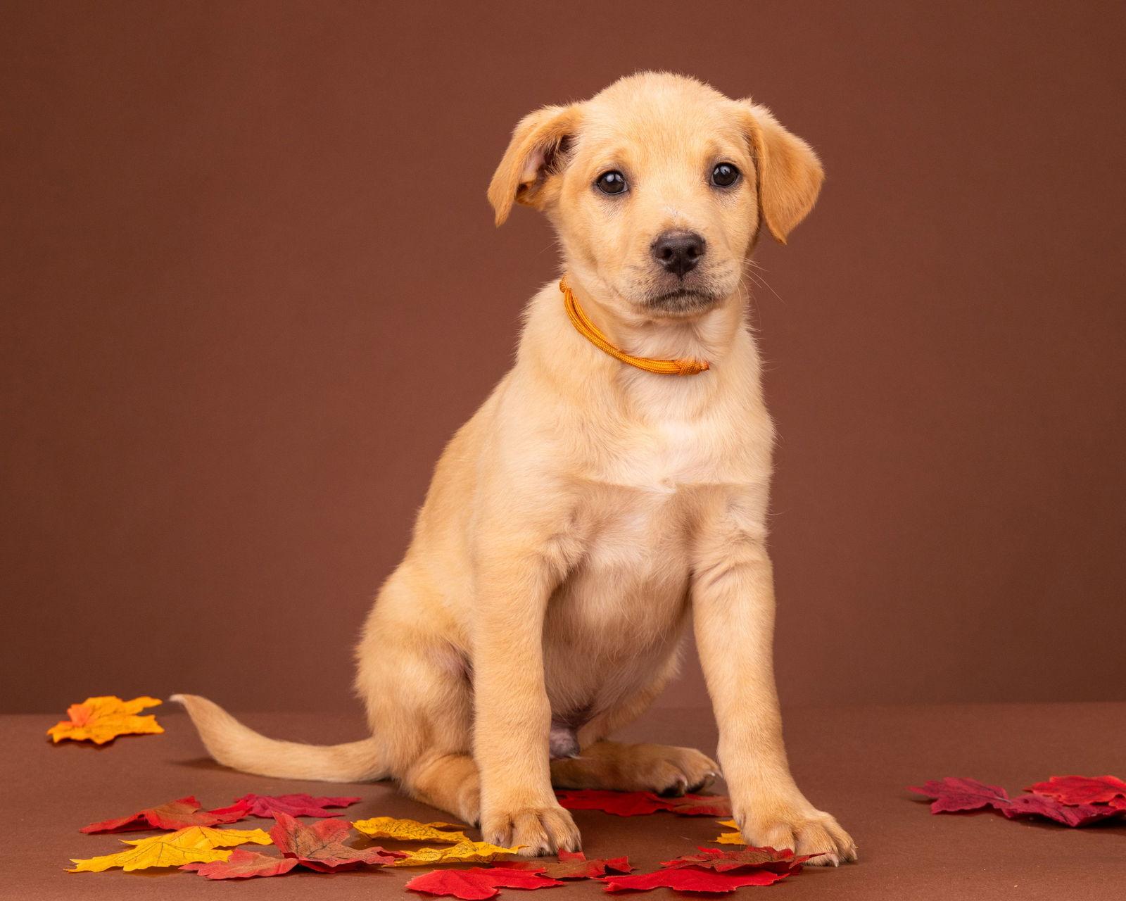 Pecan Pie, Adoptable, Puppy Male Labrador Retriever.