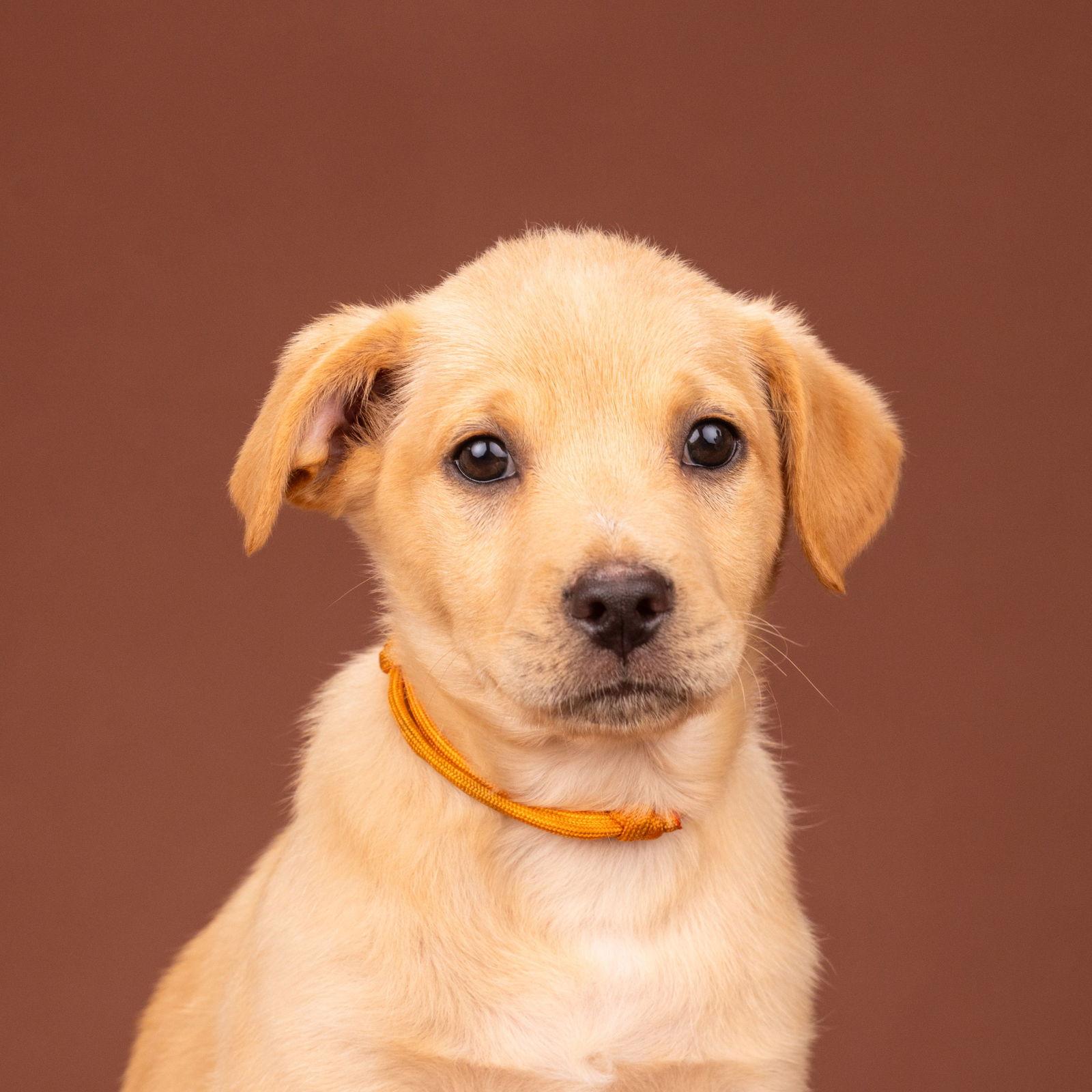 Enlarge Pecan Pie, a Adoptable Labrador Retriever in Palo Alto, CA image 2/3