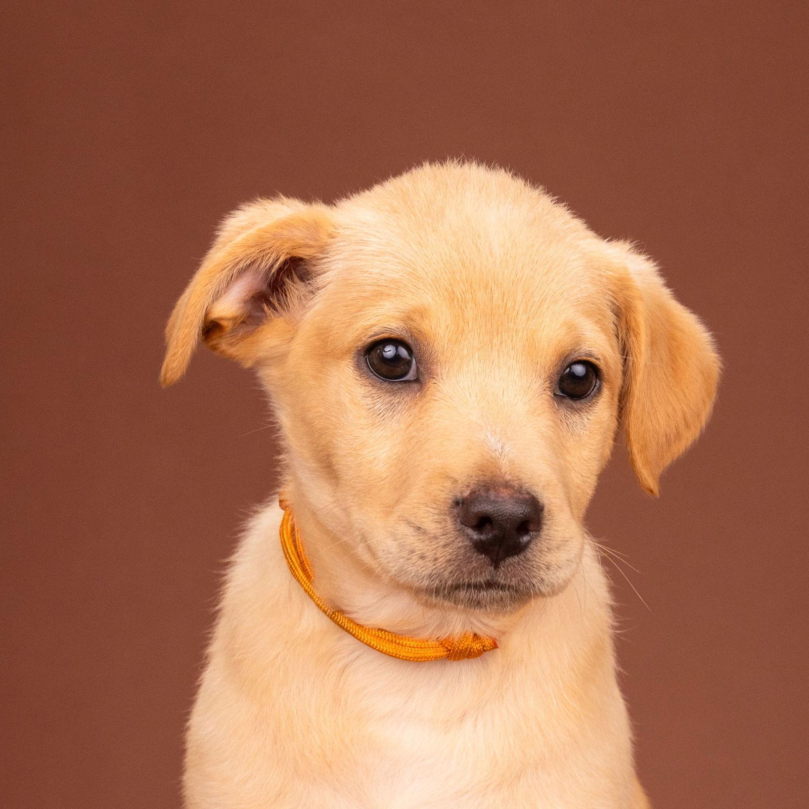 Enlarge Pecan Pie, a Adoptable Labrador Retriever in Palo Alto, CA image 3/3