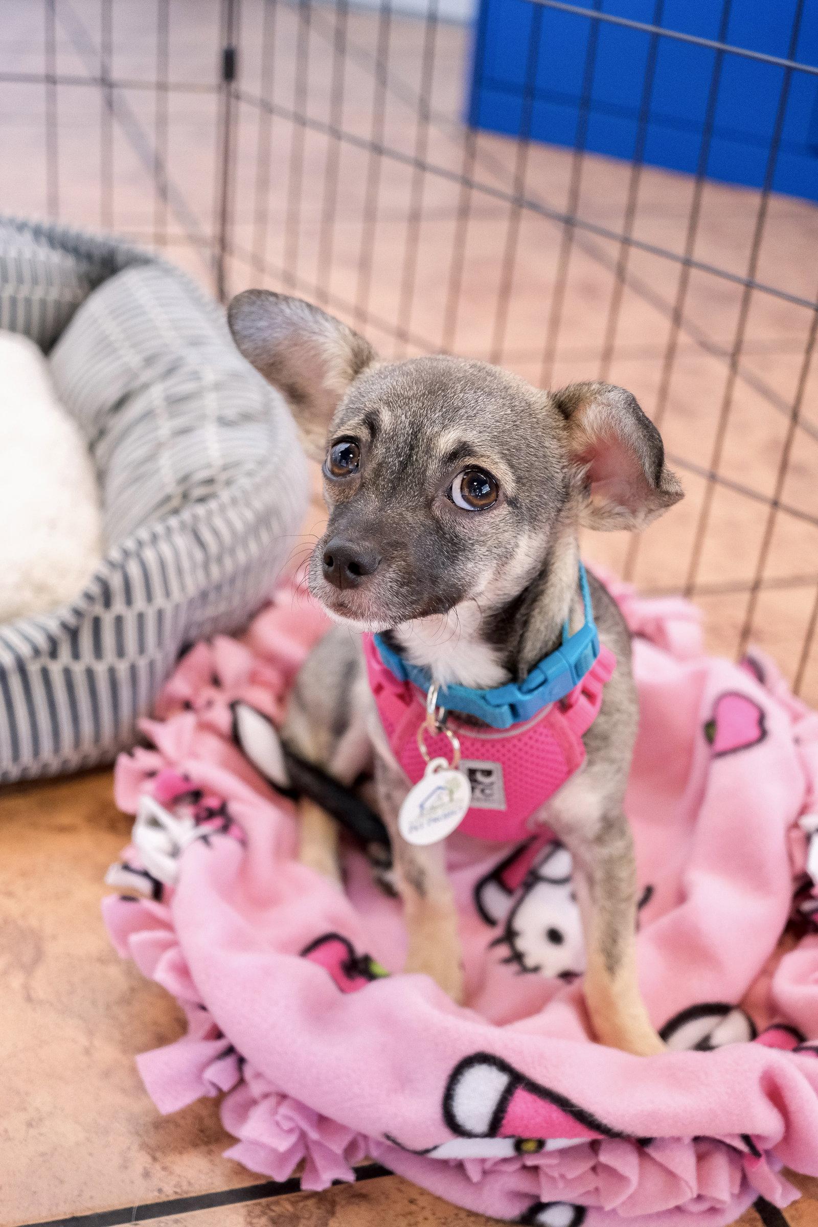 Enlarge Sable, a Adoptable Chihuahua in San Jose, CA image 1/3