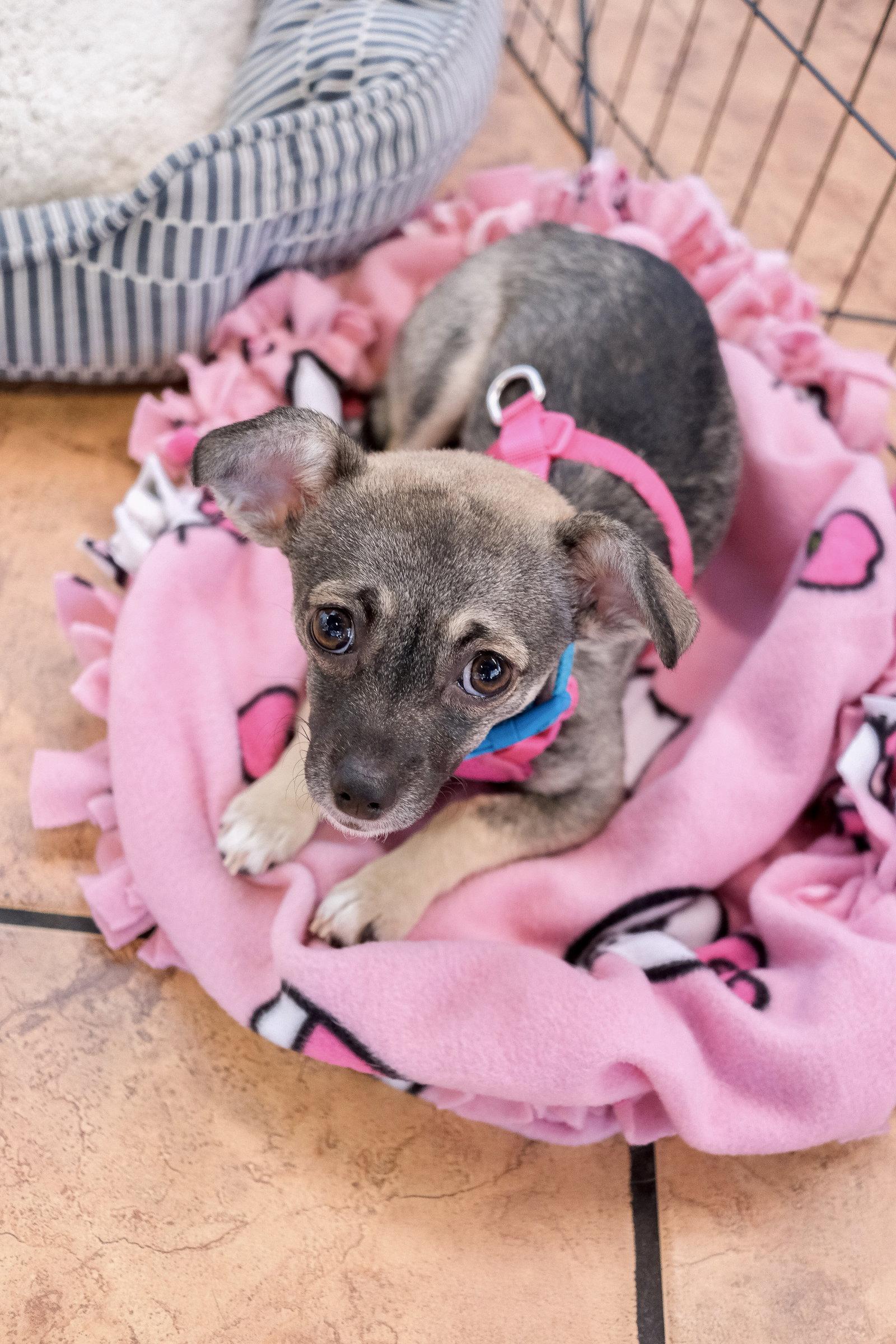 Enlarge Sable, a Adoptable Chihuahua in San Jose, CA image 2/3