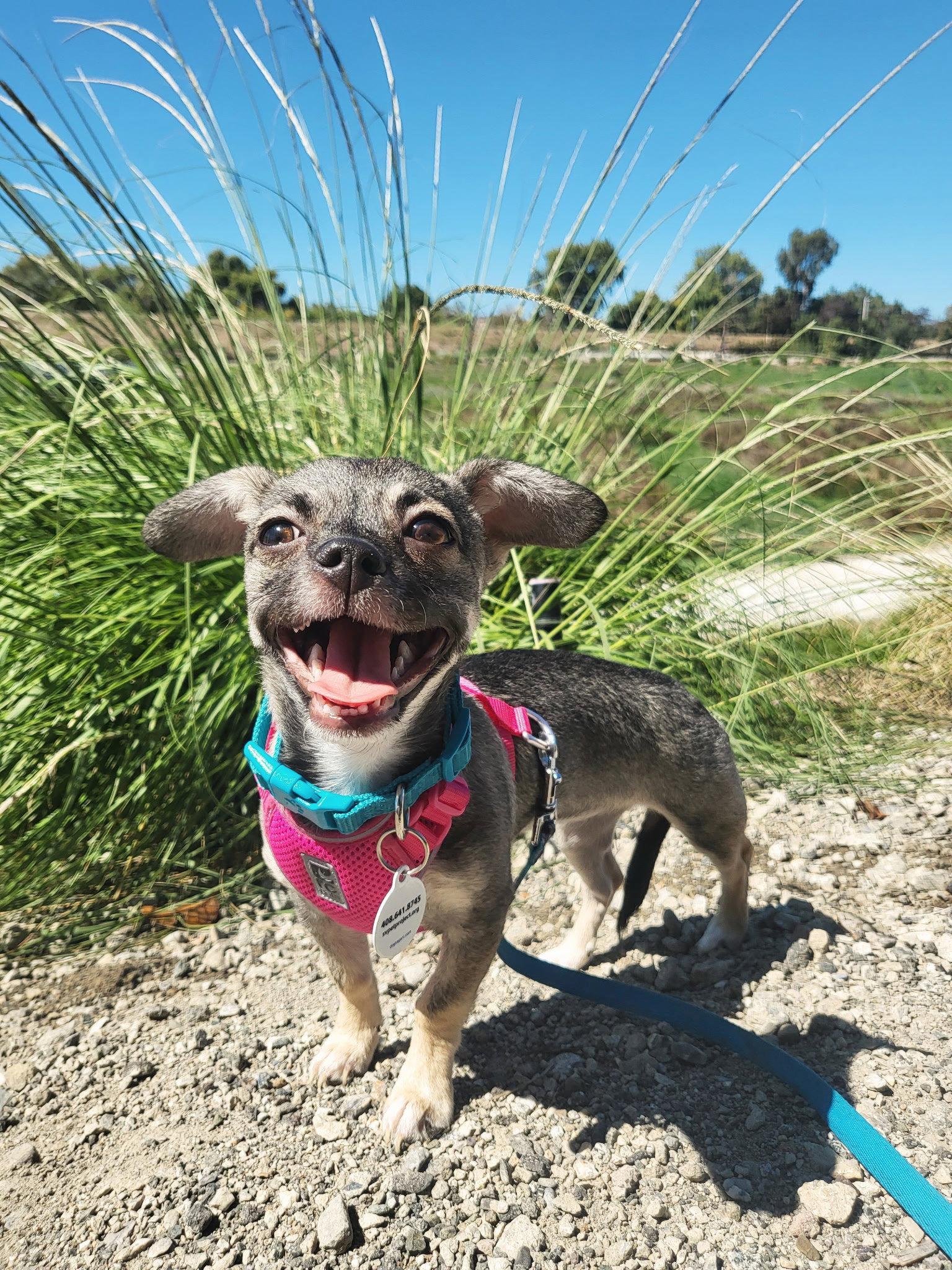 Enlarge Sable, a Adoptable Chihuahua in San Jose, CA image 3/3