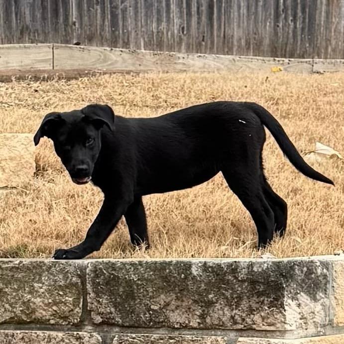 Cinderella KS — thumbnail 2